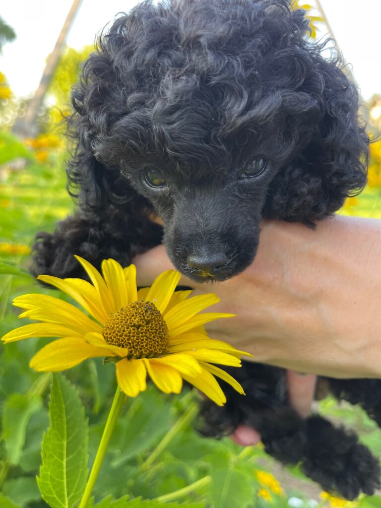 Памятка для будущих владельцев пуделя — poodle.by