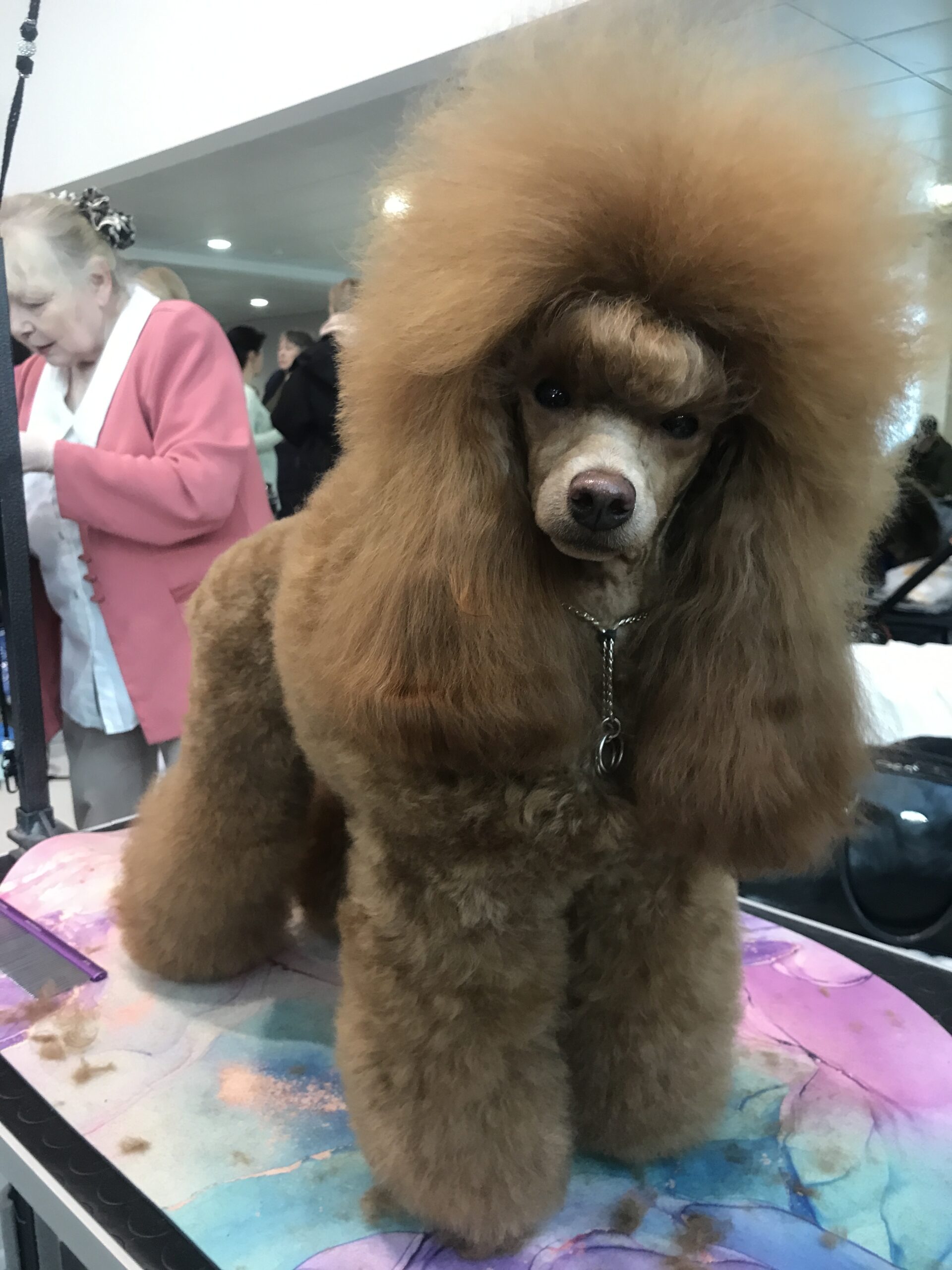 НАШИ НОВОСТИ — poodle.by