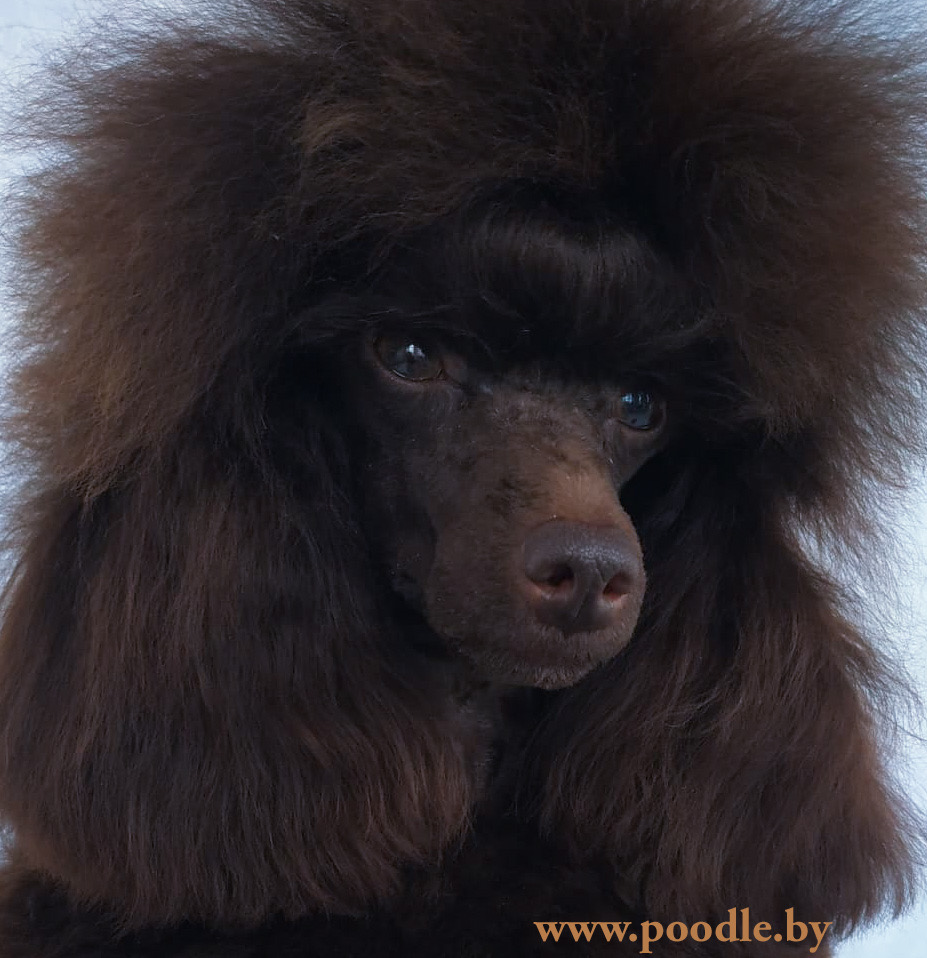 НАШИ НОВОСТИ — poodle.by