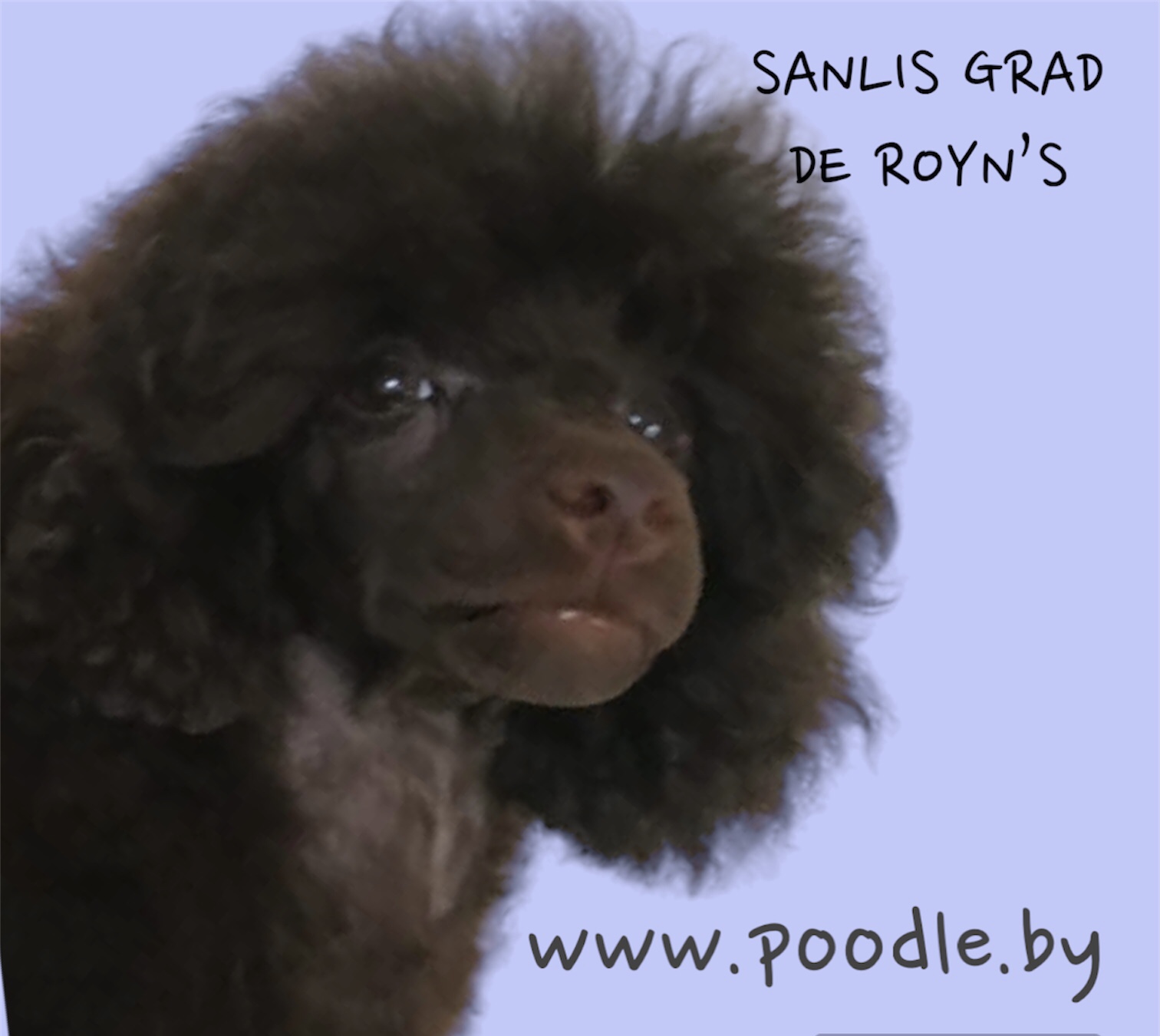 SANLIS GRAD DE ROYNS POODLE brown пудель миниатюрный кобель на вязку Беларусь