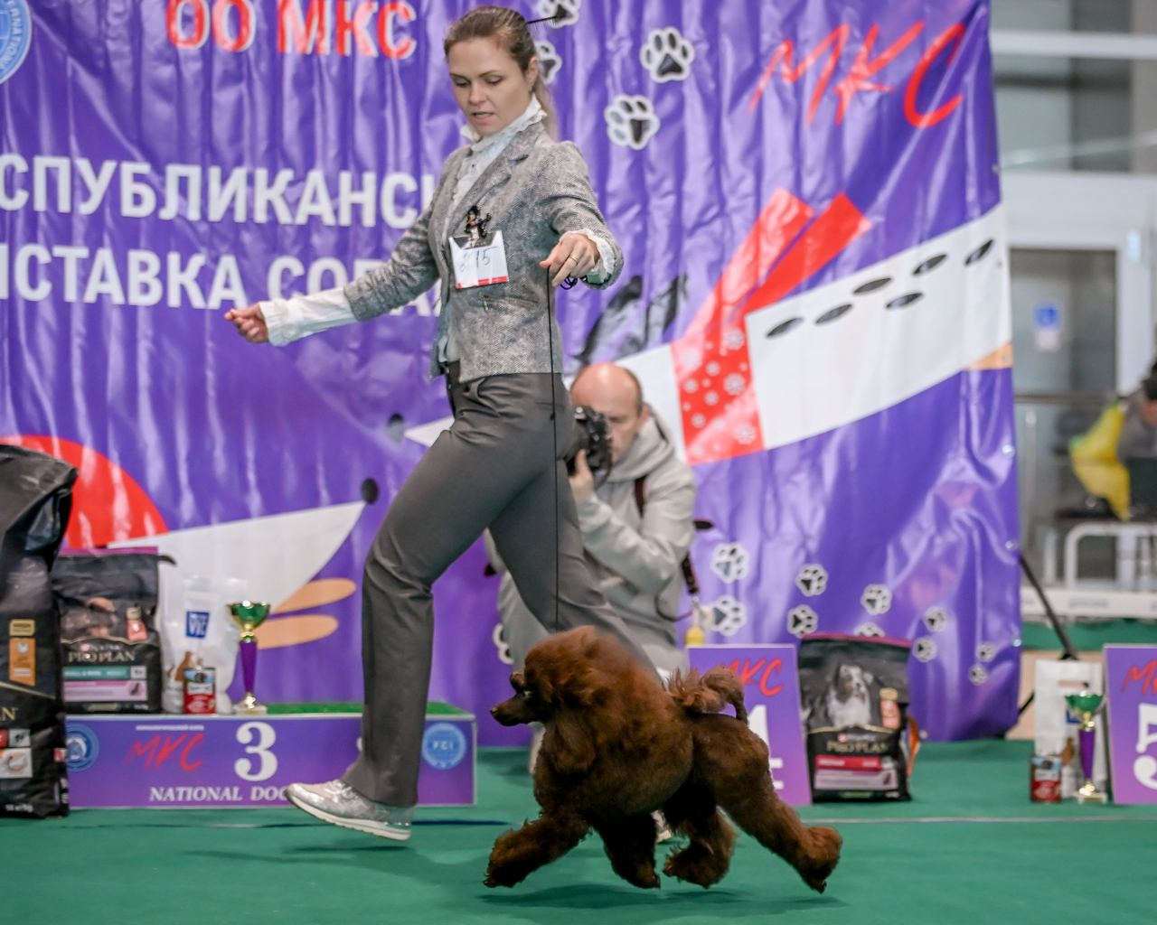 Mono-breed kennel of Toy Poodles in the Republic of Belarus , offers puppies selected breeding