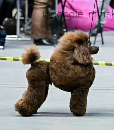 Mono-breed kennel of Toy Poodles in the Republic of Belarus , offers puppies selected breeding