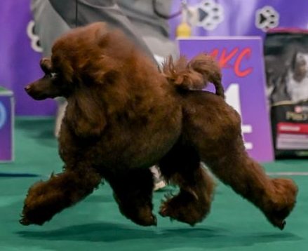 Mono-breed kennel of Toy Poodles in the Republic of Belarus , offers puppies selected breeding