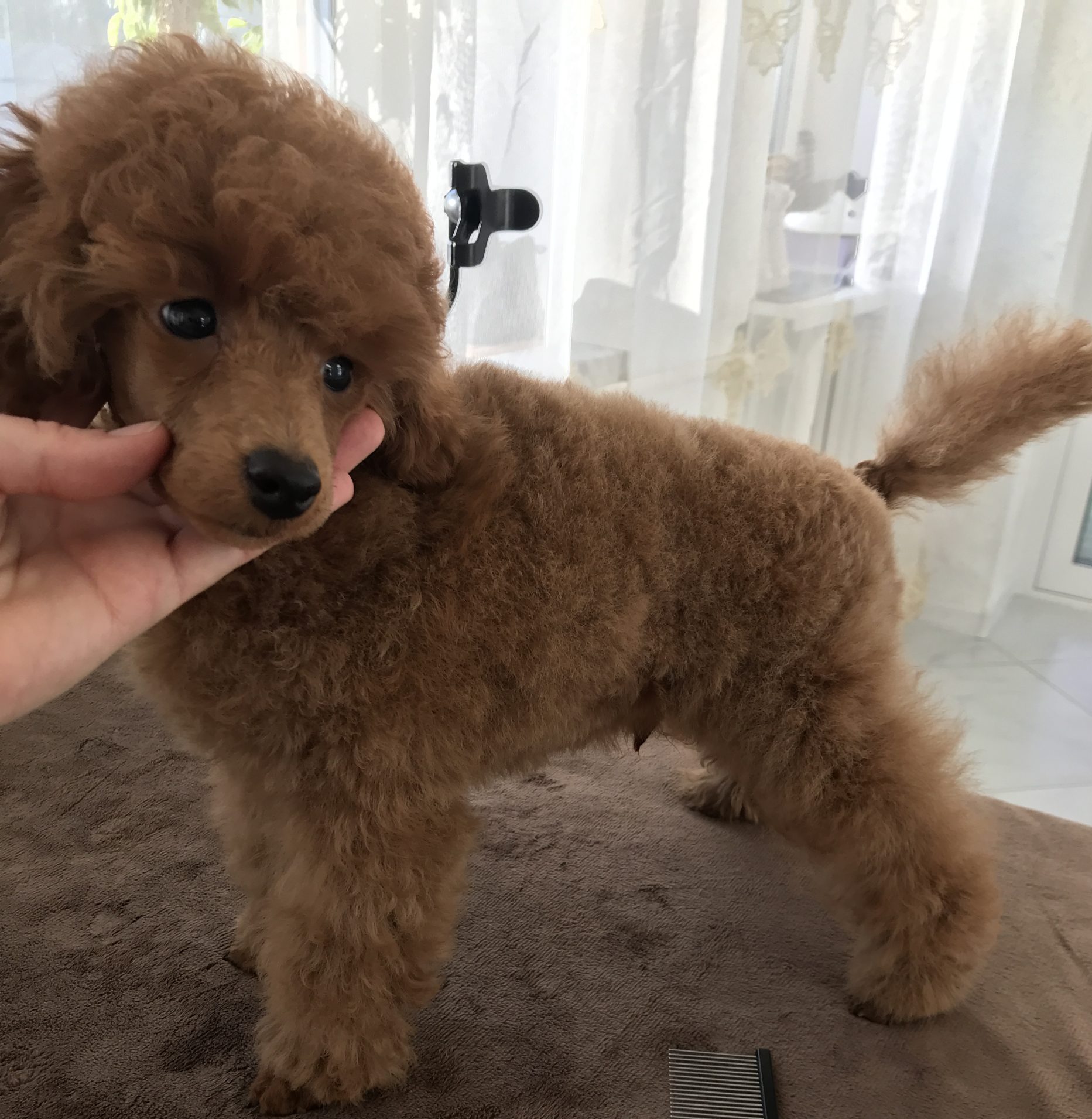 L`Katrin De RoYn`s Versailles canishe toy male for sale