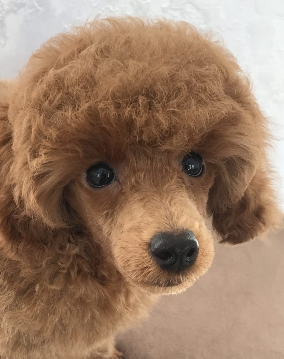 L`Katrin De RoYn`s Versailles poodle toy male for sale