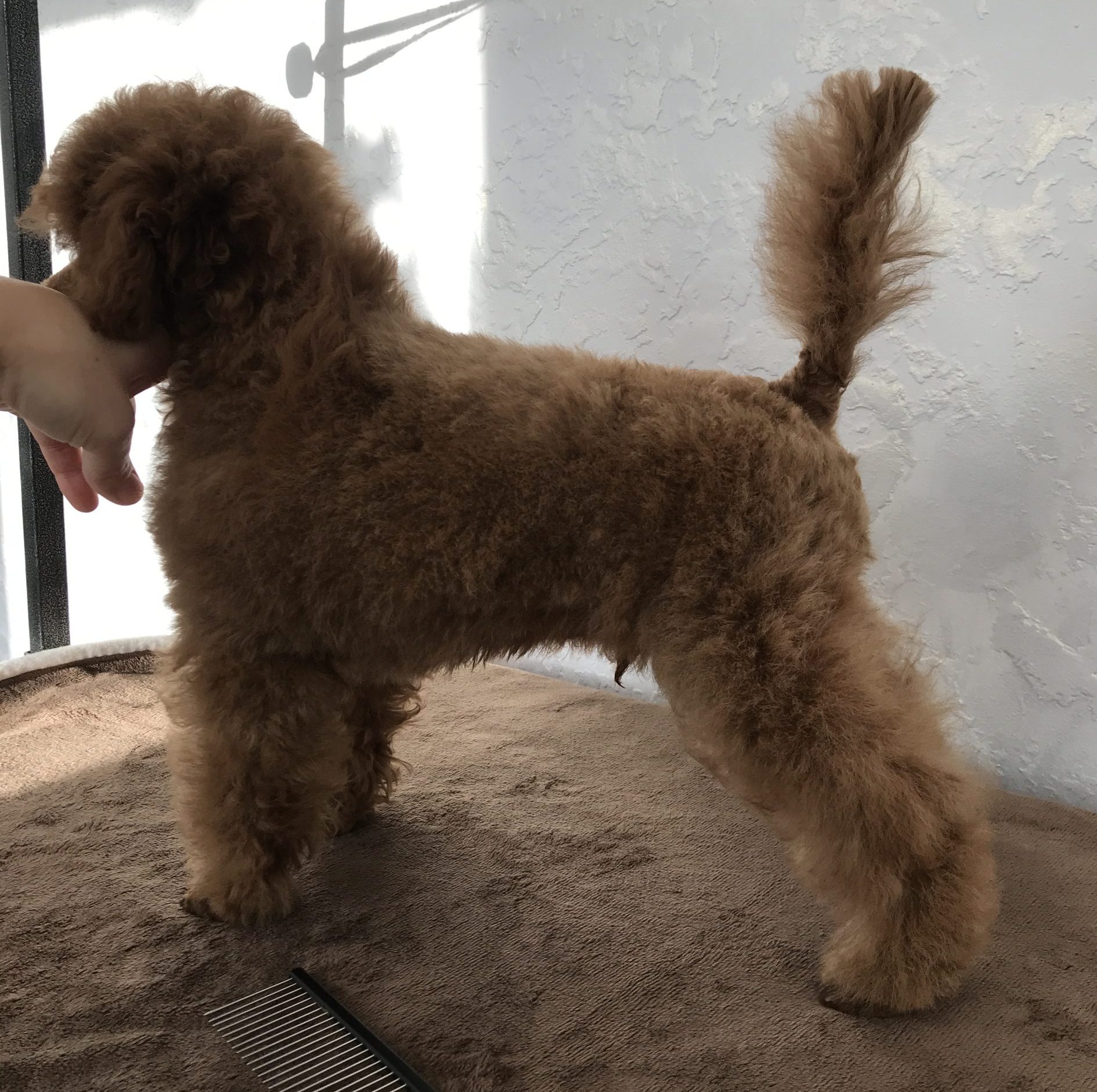 L`Katrin De RoYn`s Versailles poodle toy male for sale