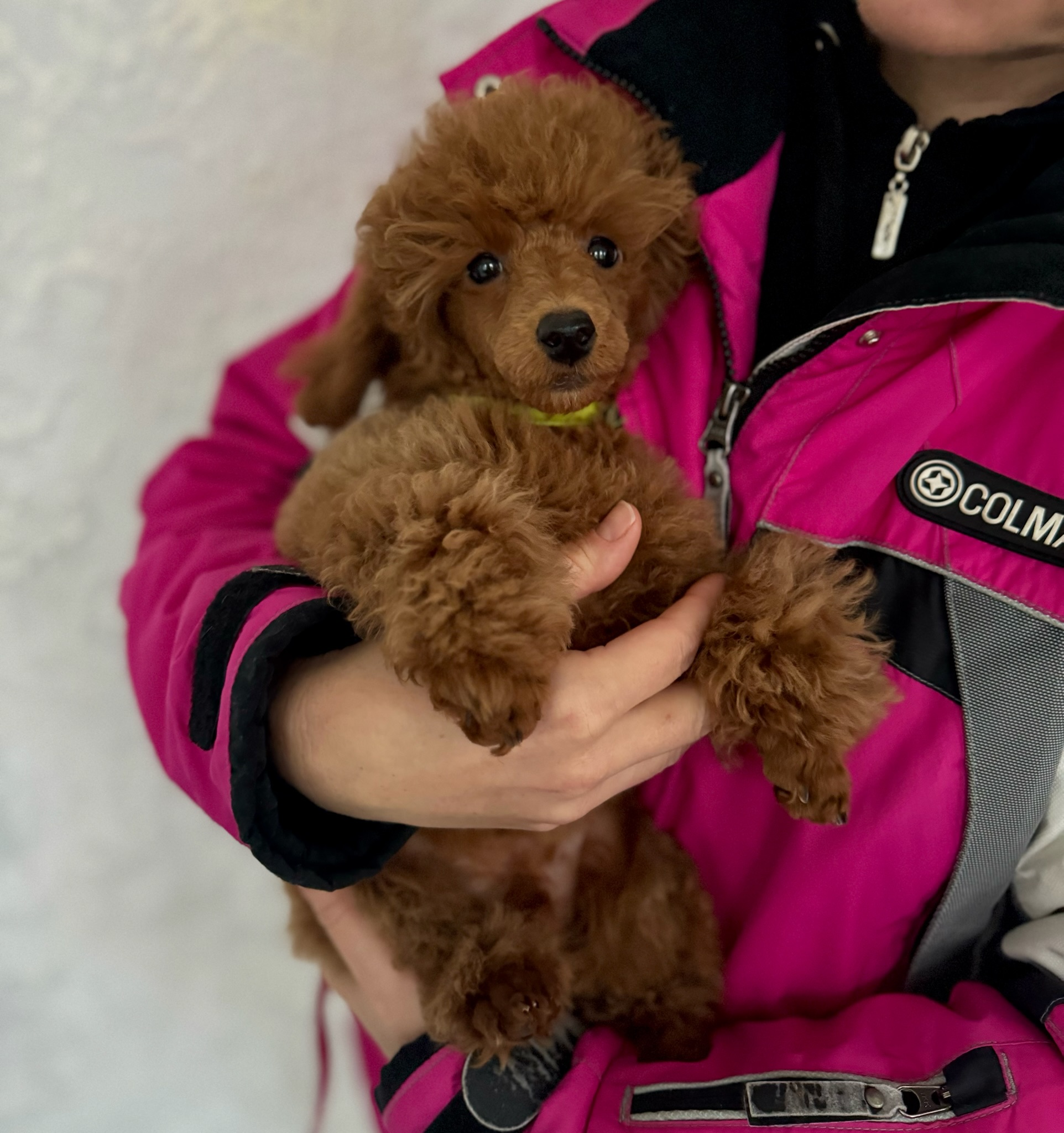 L`Katrin De RoYn`s Versailles poodle toy male for sale