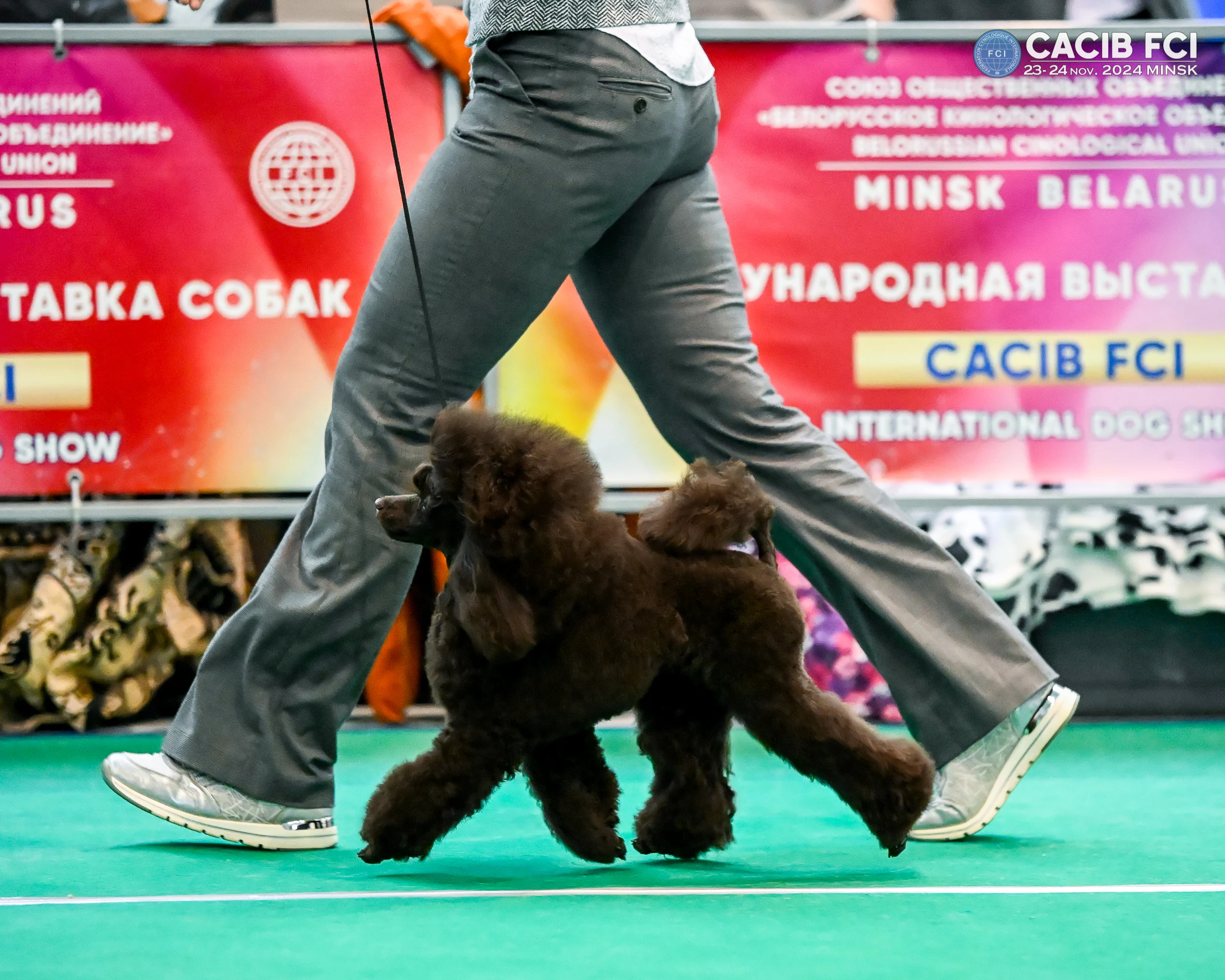 SANLIS GRAD DE ROYNS POODLE mini