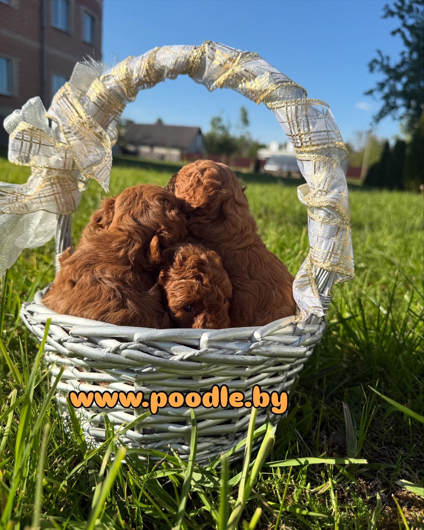 L’Katrin De RoYn’s puppy poodle toy red FCI