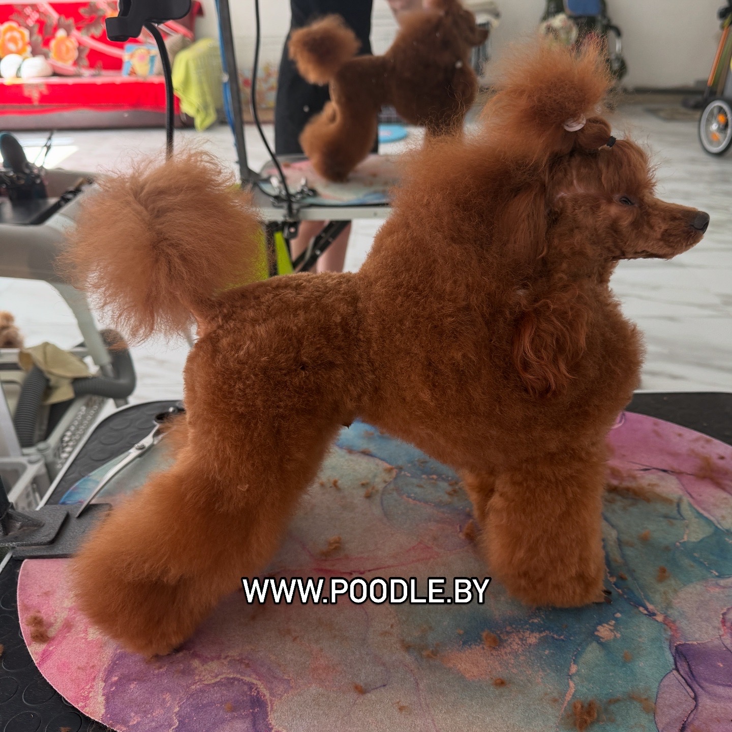 DYUYMIK DU male poodle toy red