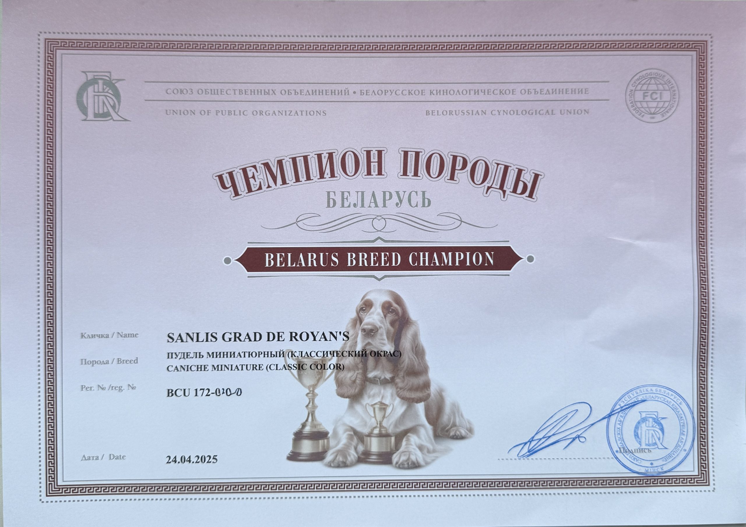 SANLIS GRAD DE ROYNS POODLE brown пудель миниатюрный кобель на вязку Беларусь