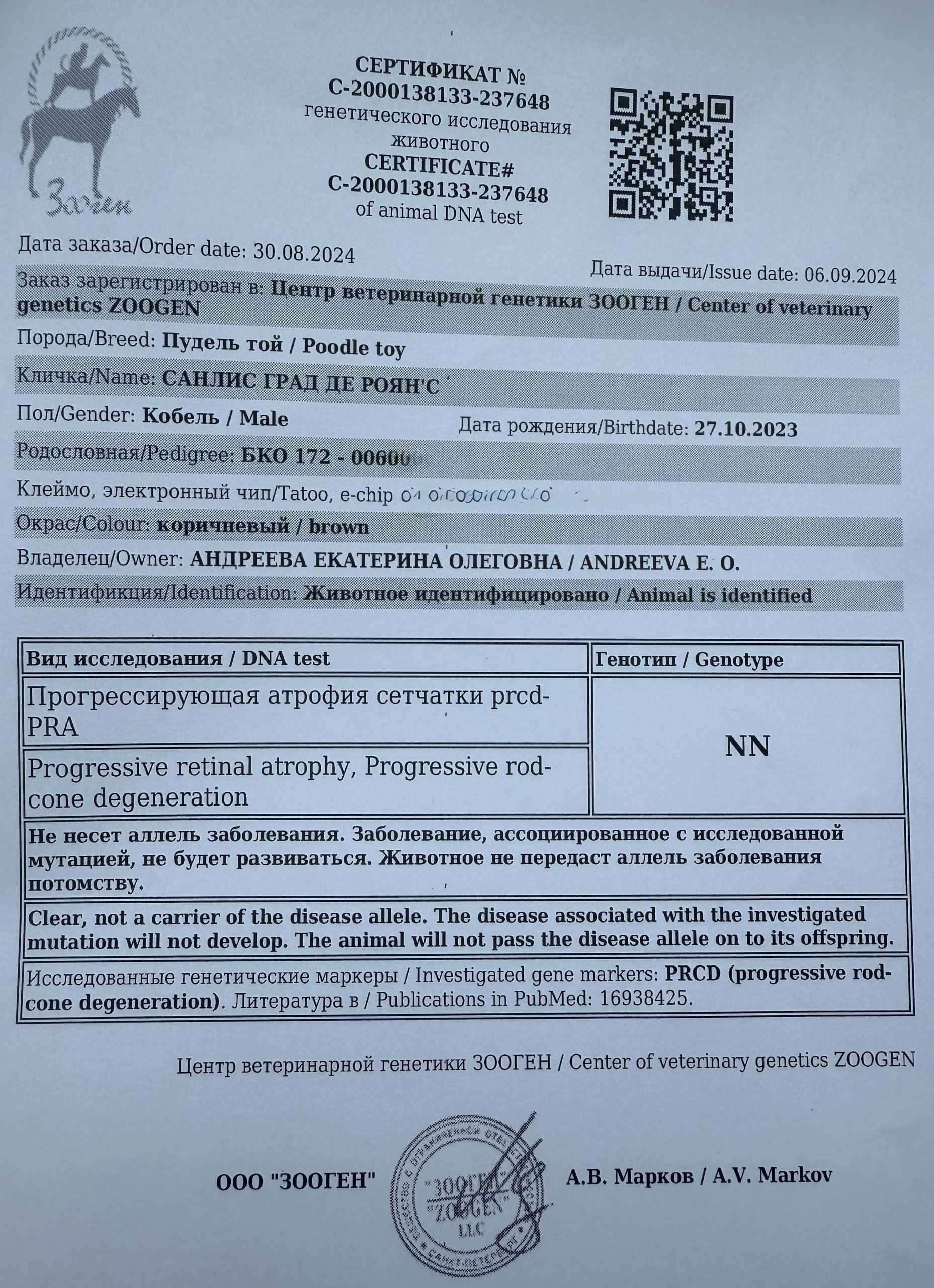 продажа щенков той пуделя ред браун минск беларусь