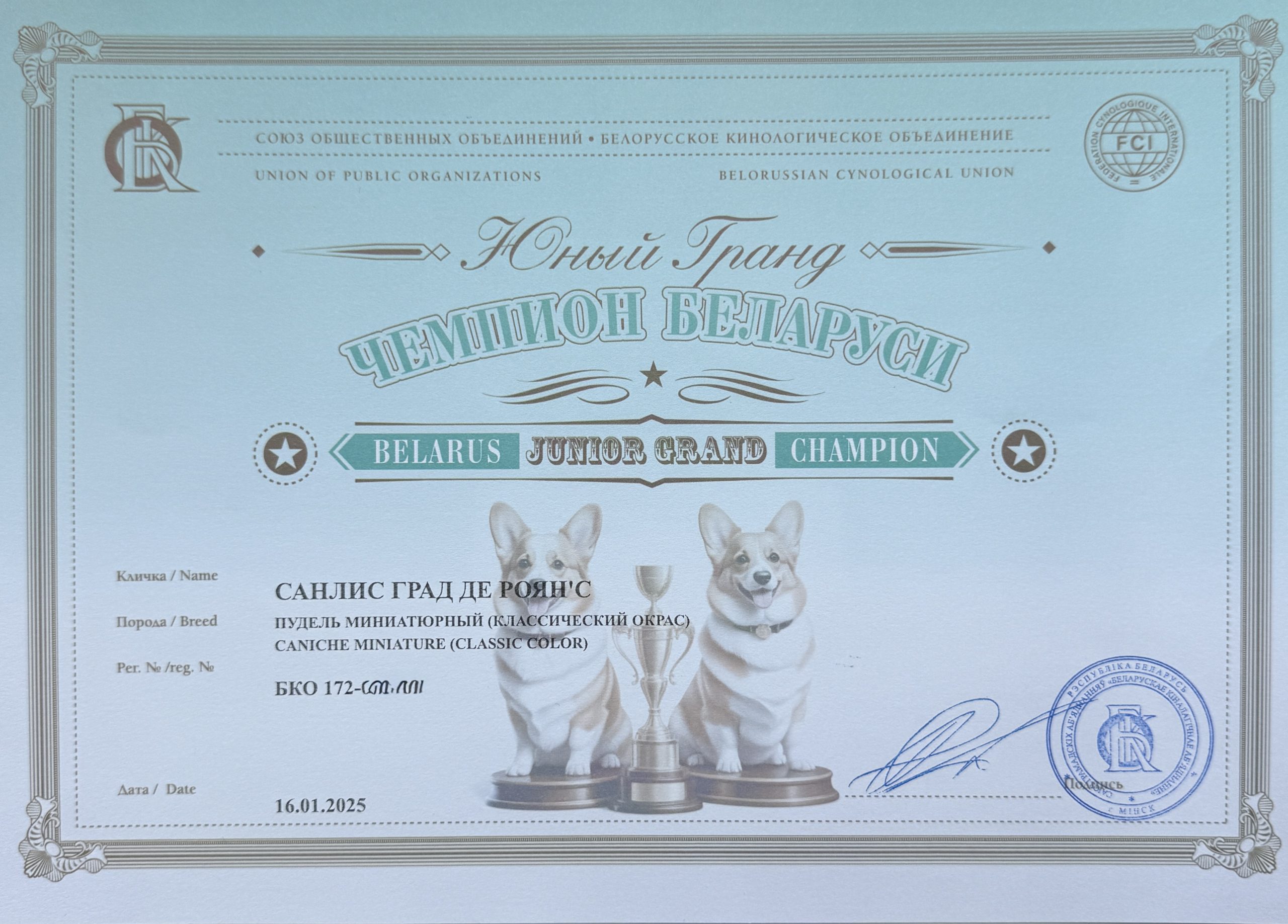 poodle toy for sale belarus minsk щенки той пуделя купить в минске
