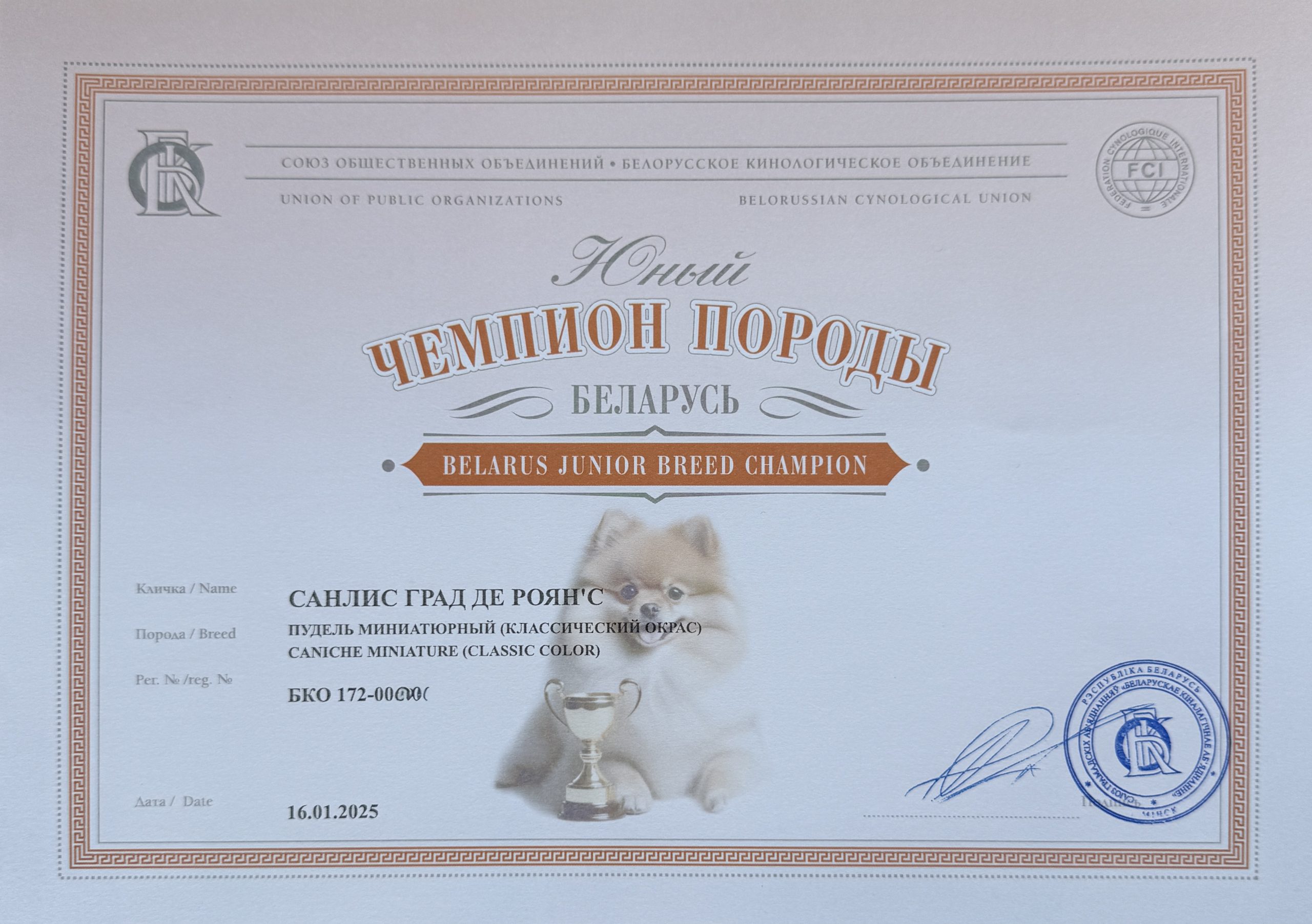 SANLIS GRAD DE ROYNS POODLE brown пудель миниатюрный кобель на вязку Беларусь