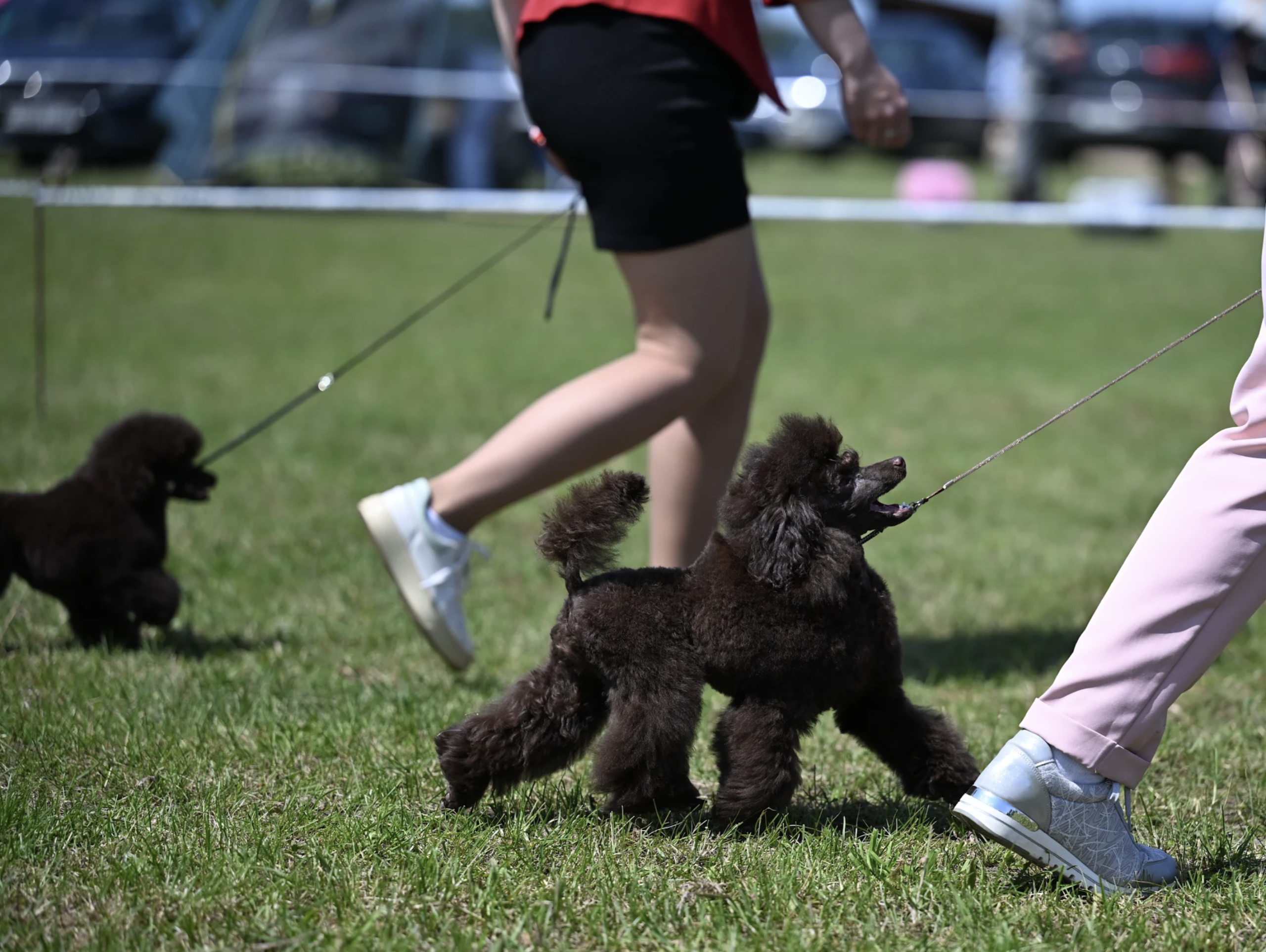 puddle miniature toy brown available Minsk Belarus