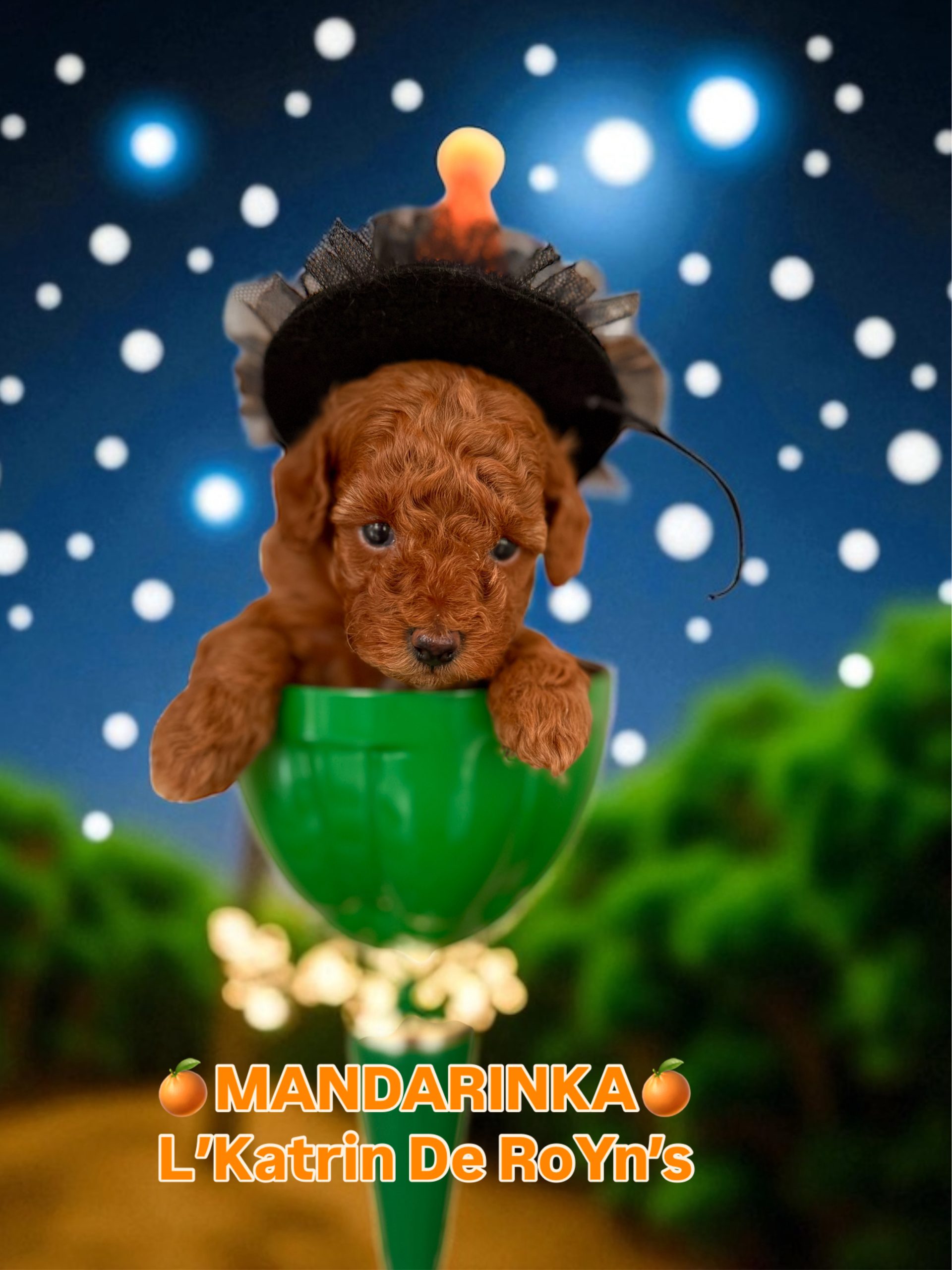 poodle toy for sale belarus minsk щенки той пуделя купить в минске