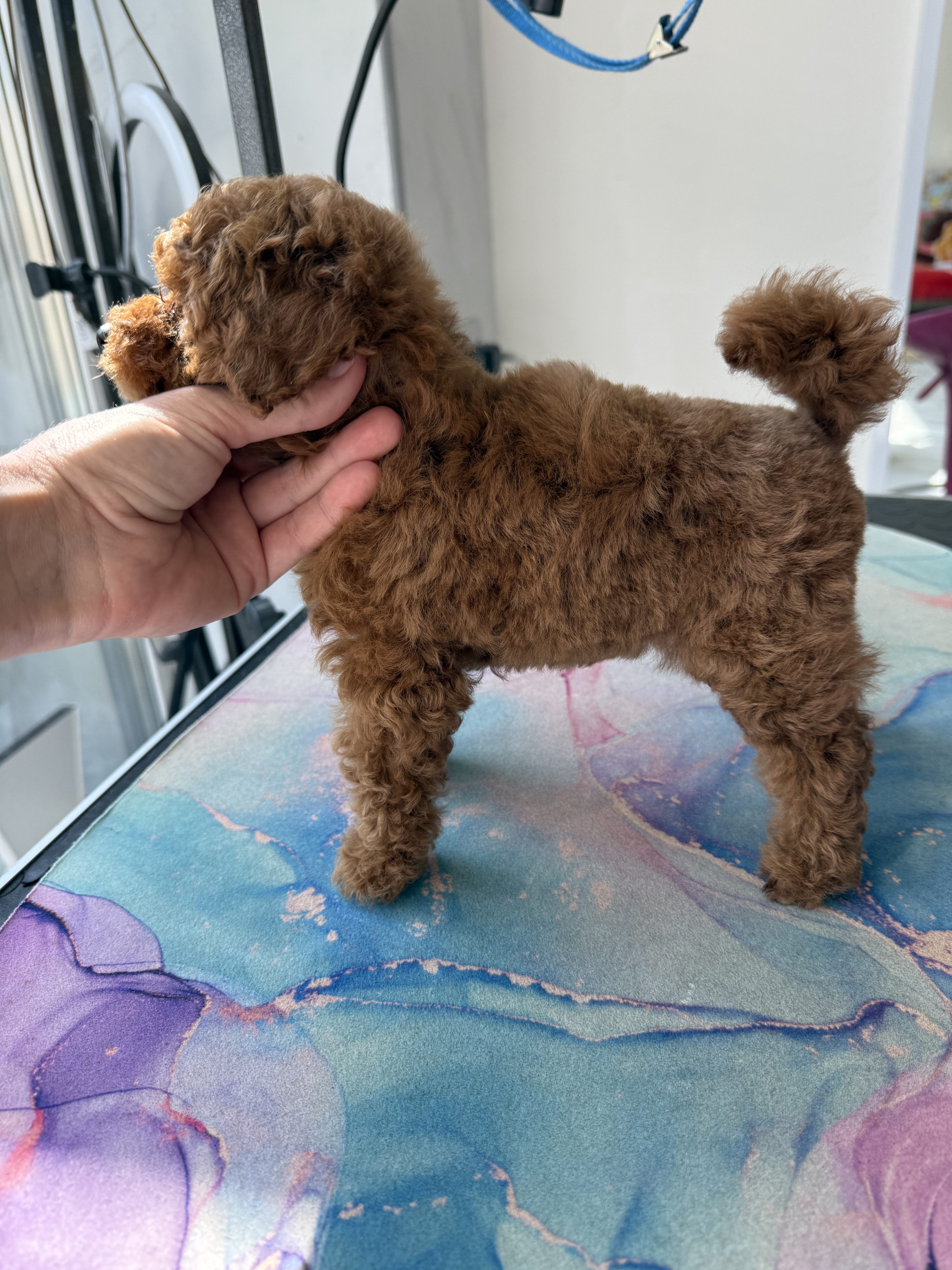 L’Katrin De RoYn’s puppy poodle toy red FCI