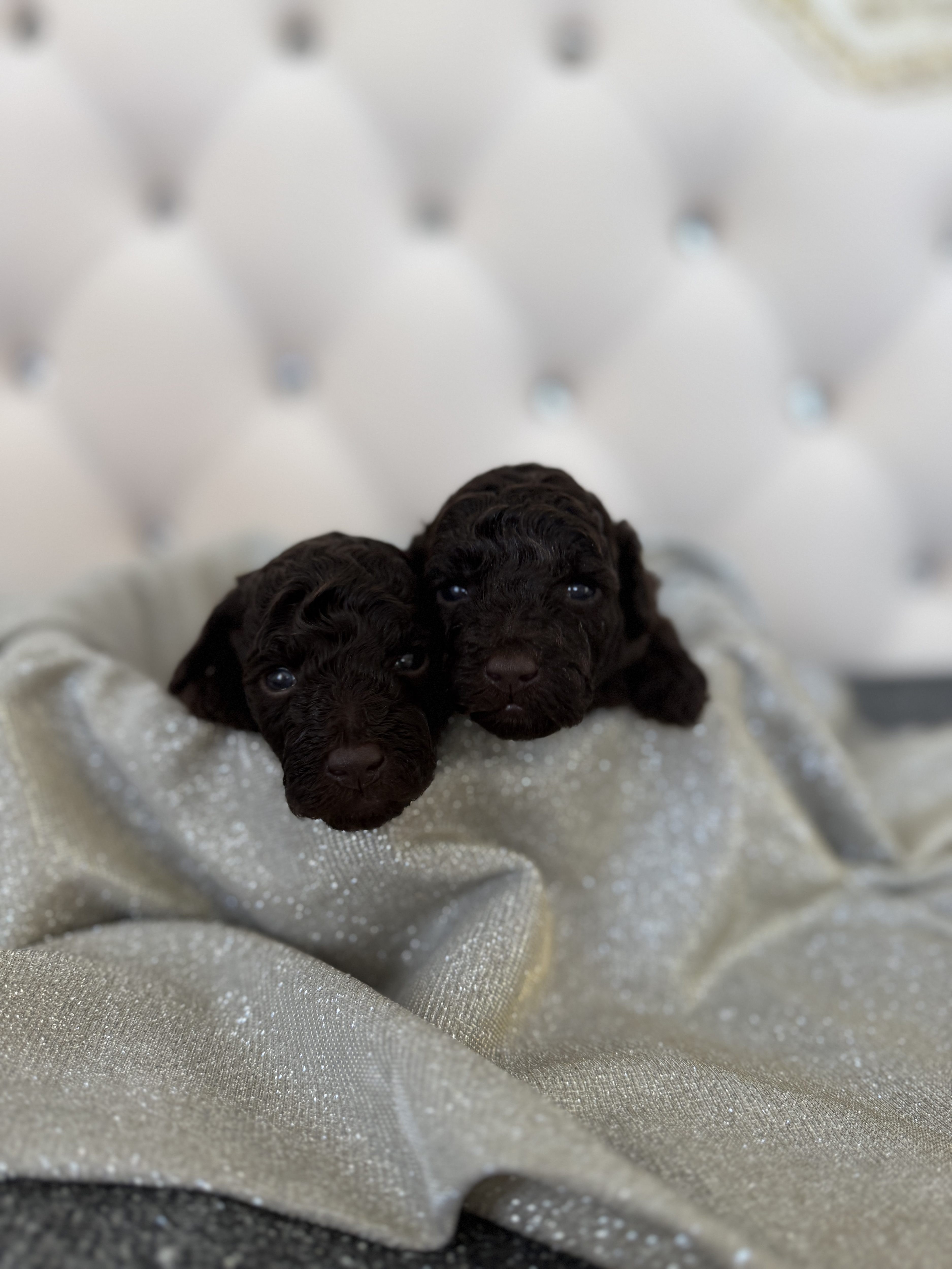 kennel FCI poodle toy brown Belarus Minsk