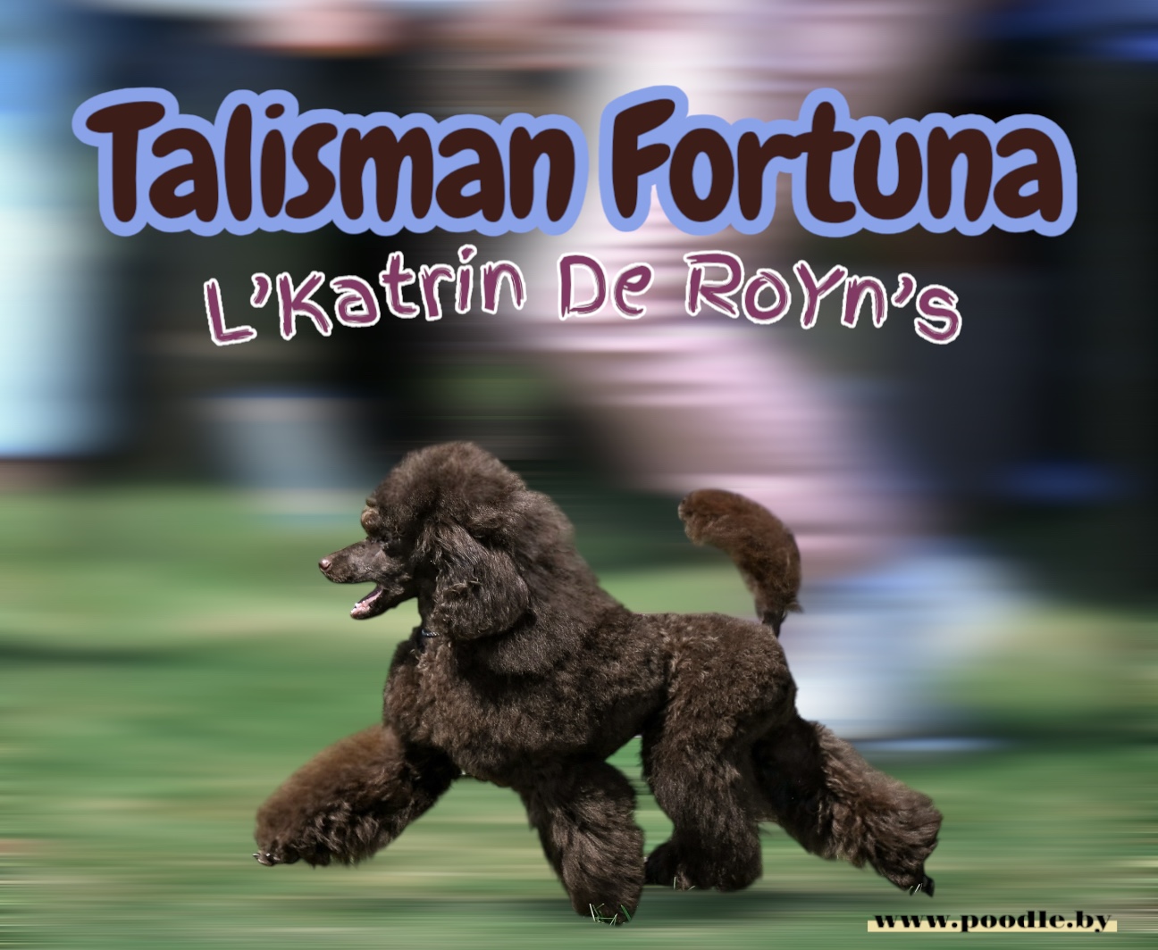 ⭐️Talisman FORTUNA⭐️ 5 months ⚜️L’Katrin De RoYn’s⚜️ 🌏www.poodle.by