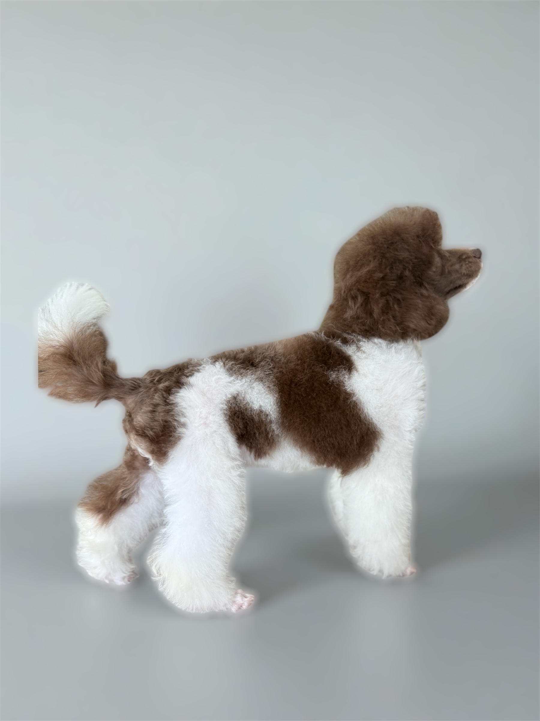 Rachel Voyage Dog poodle party toy
