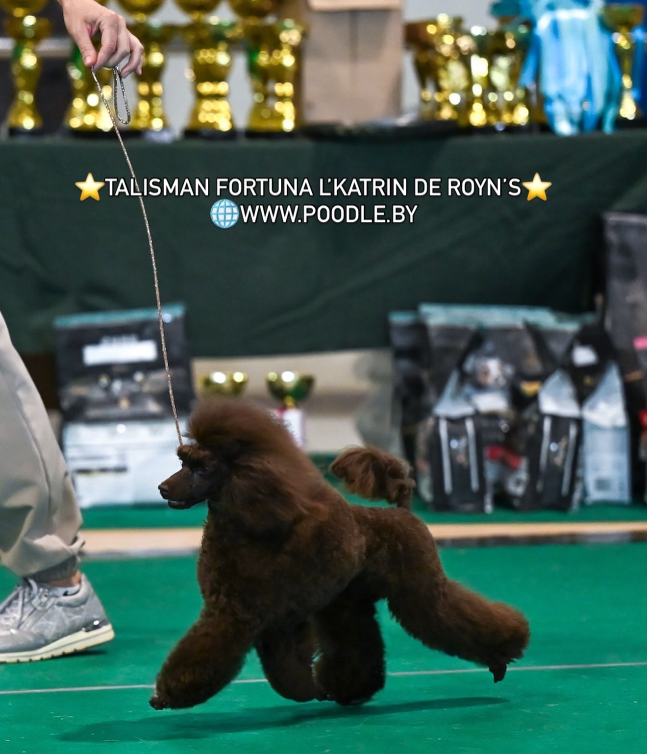 chocolate toy poodle puppies for sale Minsk Belarus