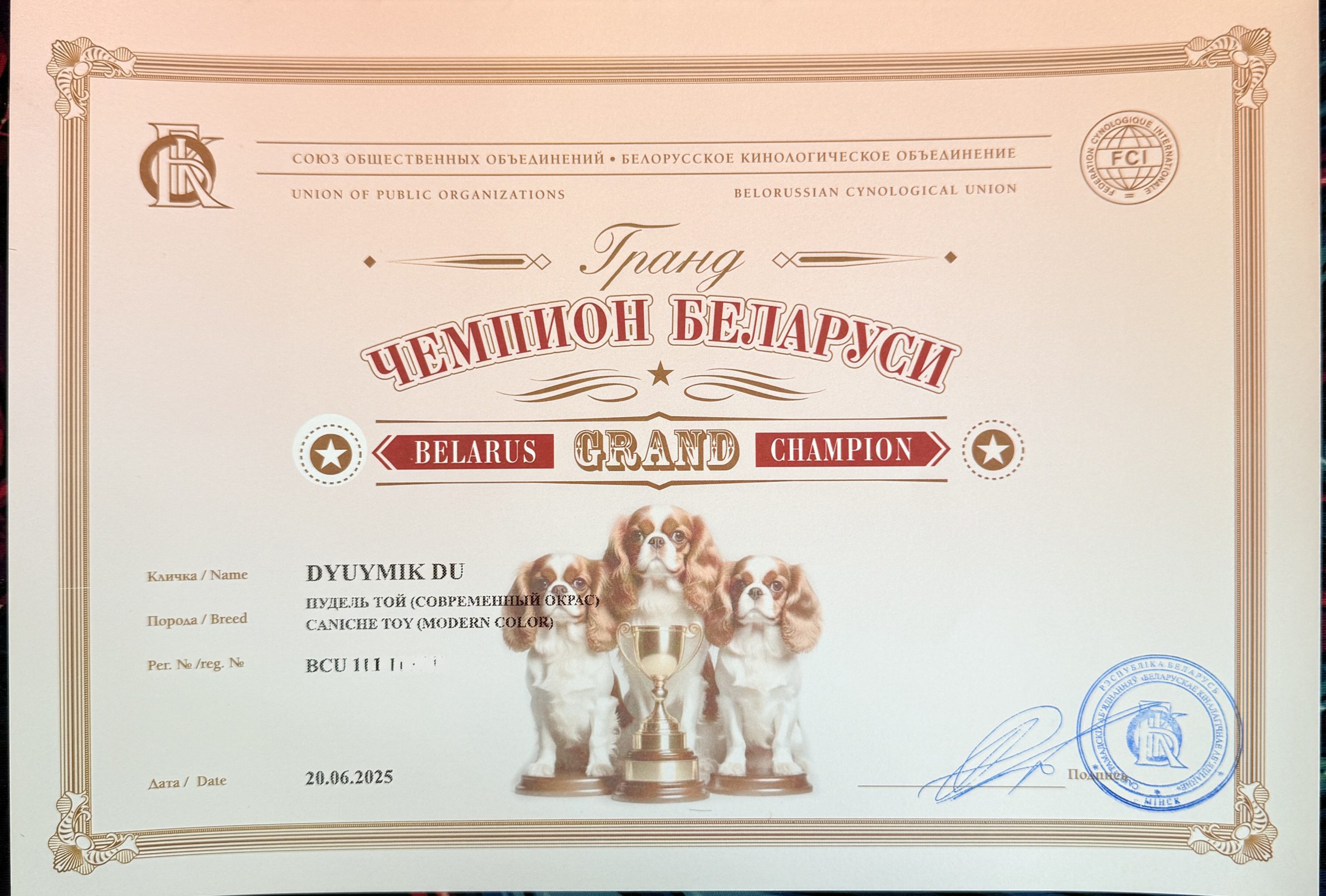 Лучший питомник в Беларуси пуделей той, миниатюра L`Katrin De RoYn`s Минск FCI