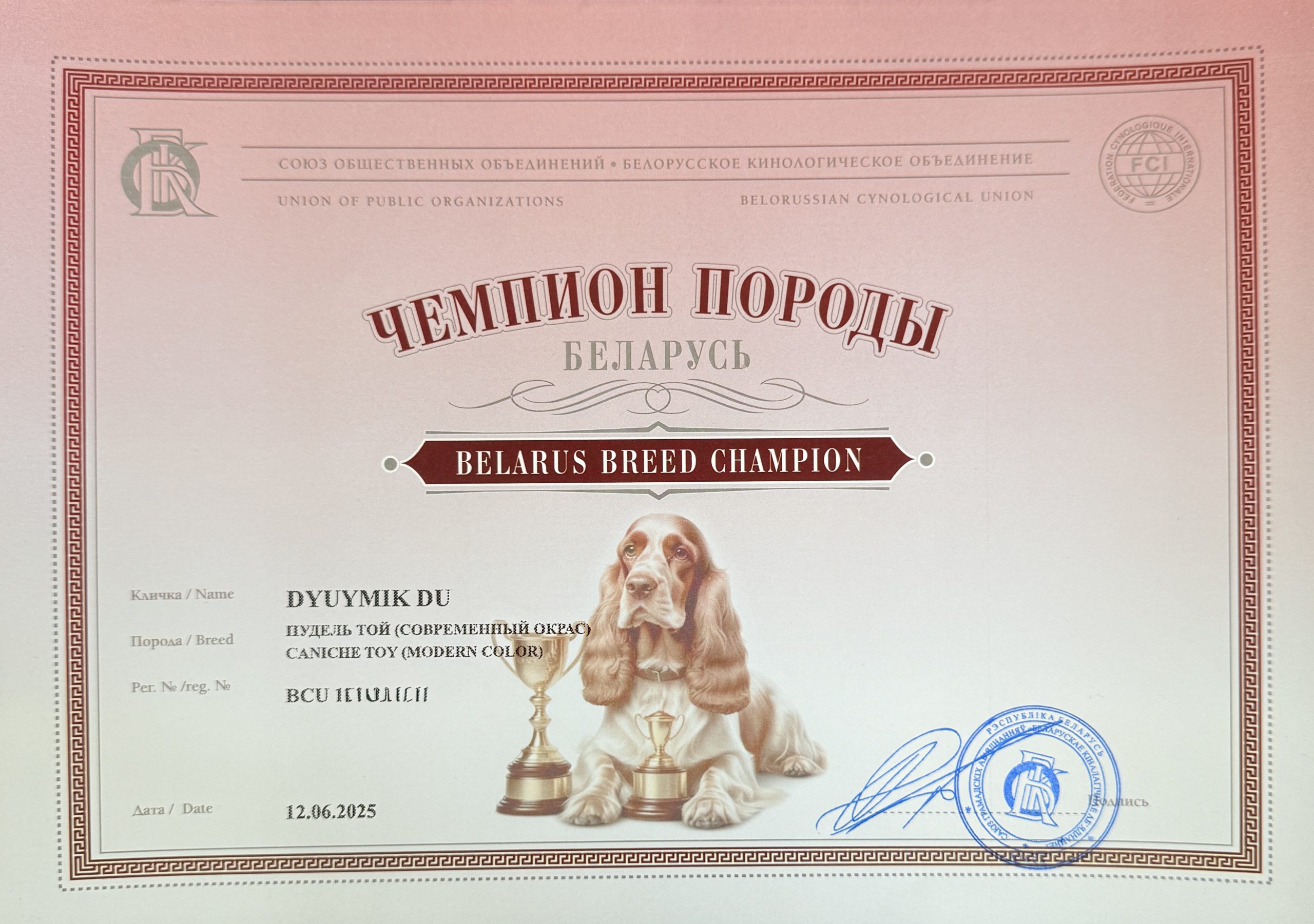 Лучший питомник в Беларуси пуделей той, миниатюра L`Katrin De RoYn`s Минск FCI