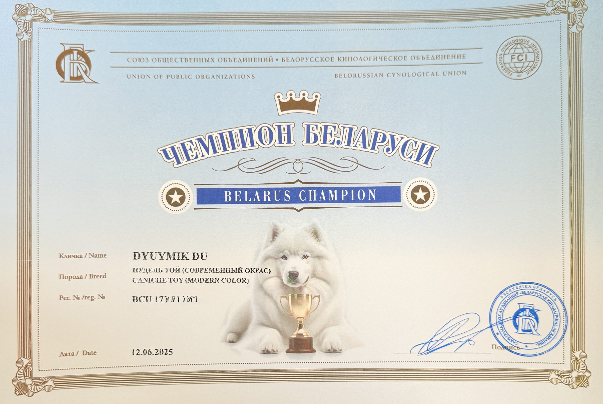 Лучший питомник в Беларуси пуделей той, миниатюра L`Katrin De RoYn`s Минск FCI