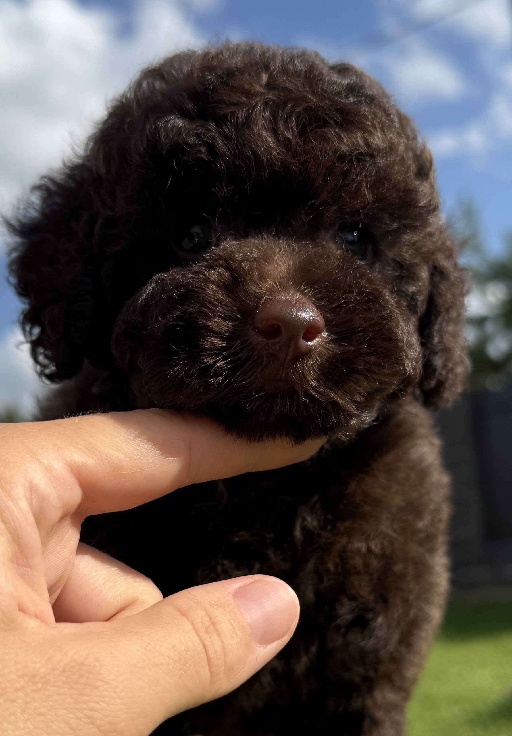 kennel FCI poodle toy brown Belarus Minsk