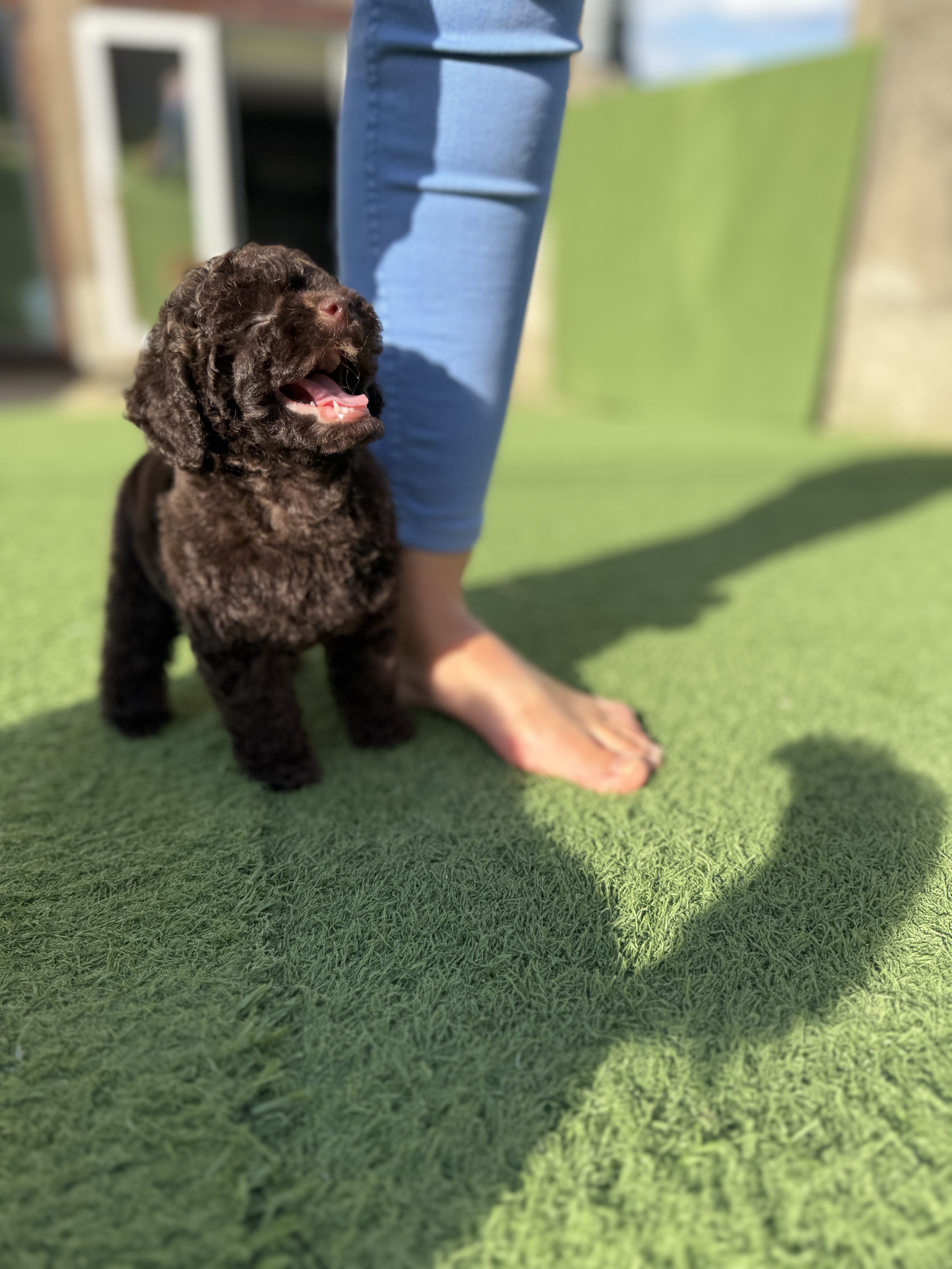 kennel FCI poodle toy brown Belarus Minsk