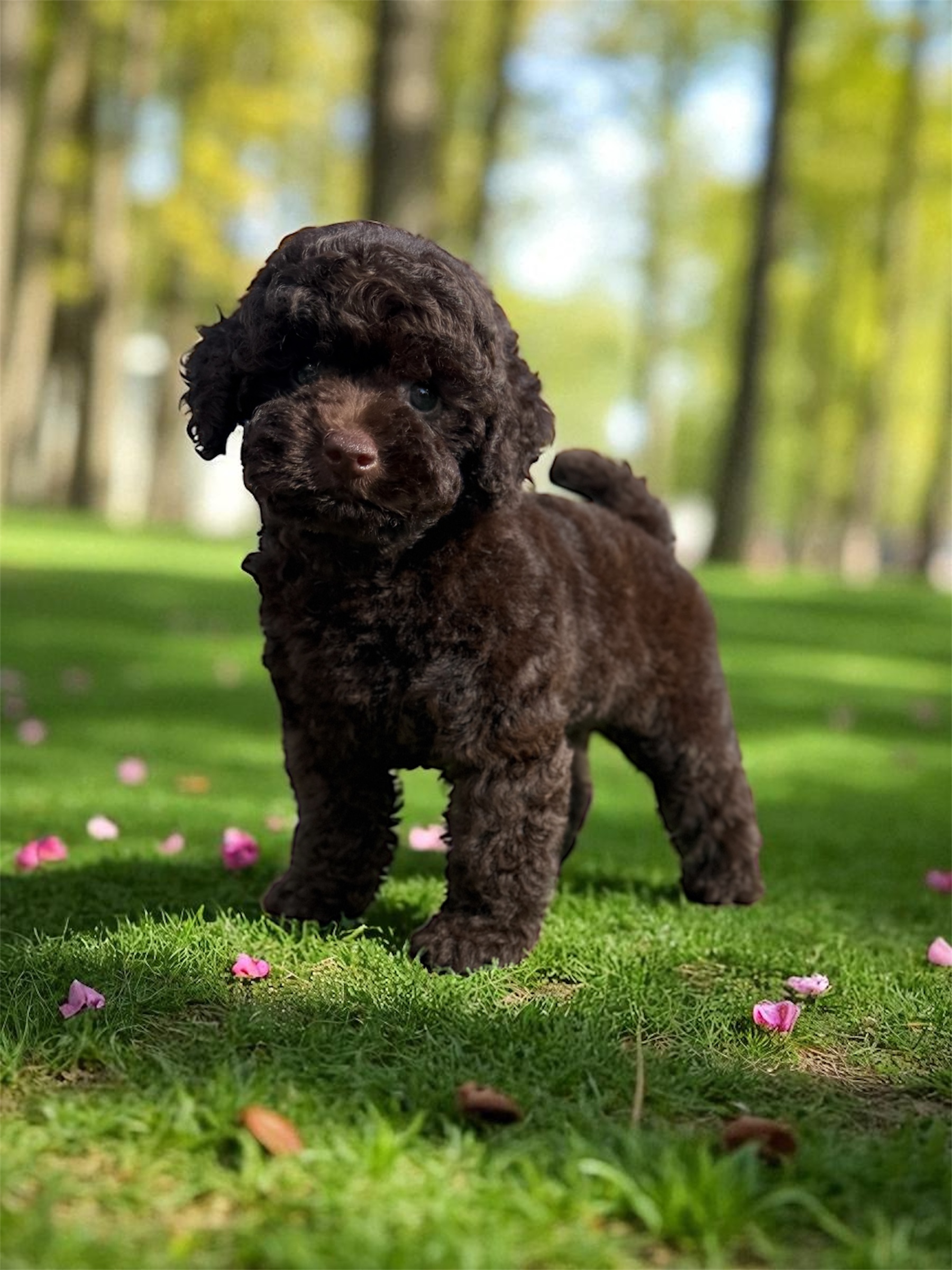 ⭐️Talisman FORTUNA⭐️ 5 months ⚜️L’Katrin De RoYn’s⚜️ 🌏www.poodle.by