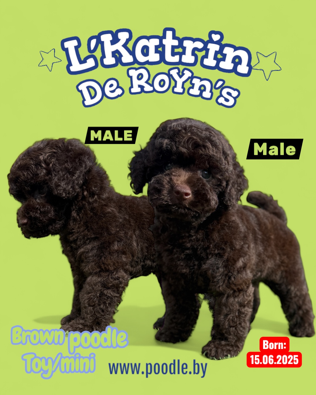 chocolate toy poodle puppies for sale Minsk Belarus