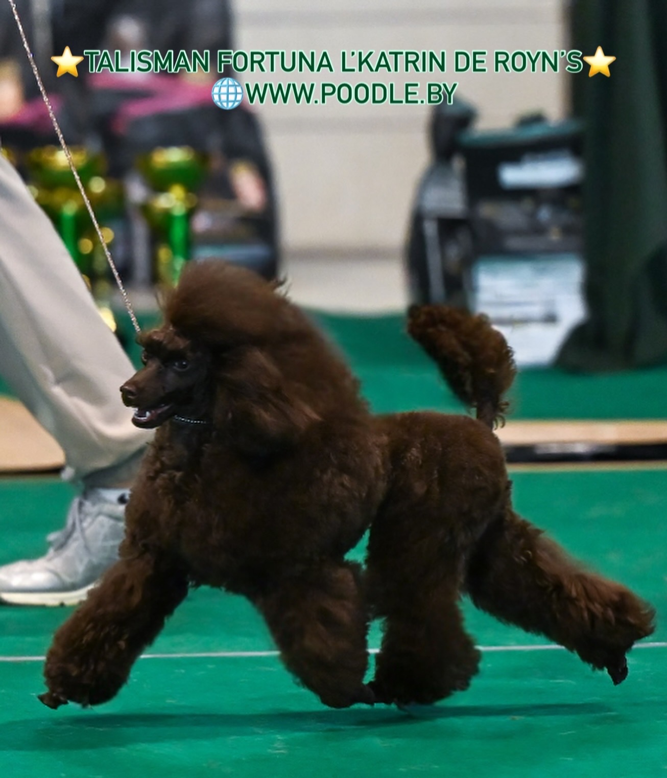 poodle toy for sale belarus minsk щенки той пуделя