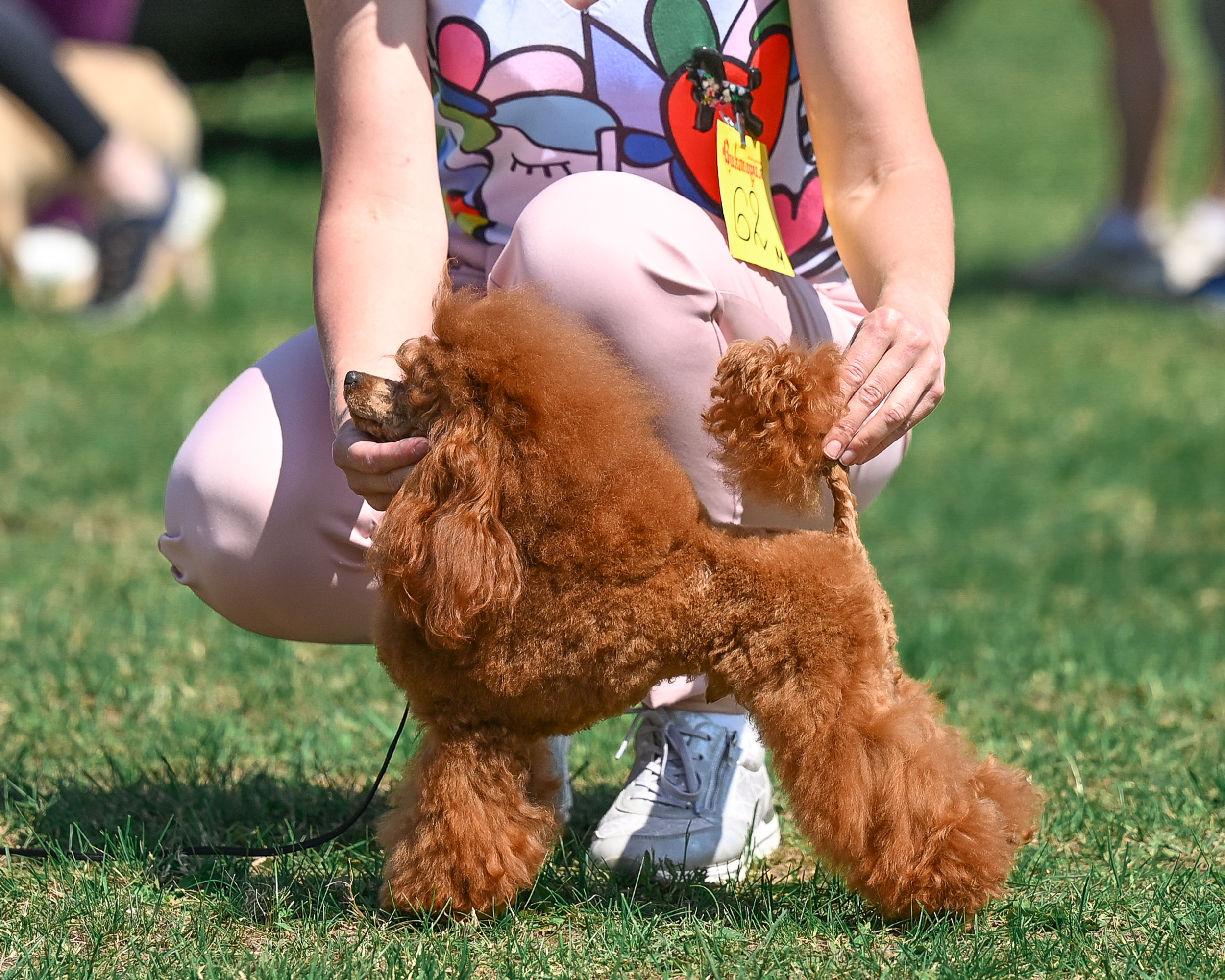 poodle toy for sale belarus minsk щенки той пуделя купить в минске