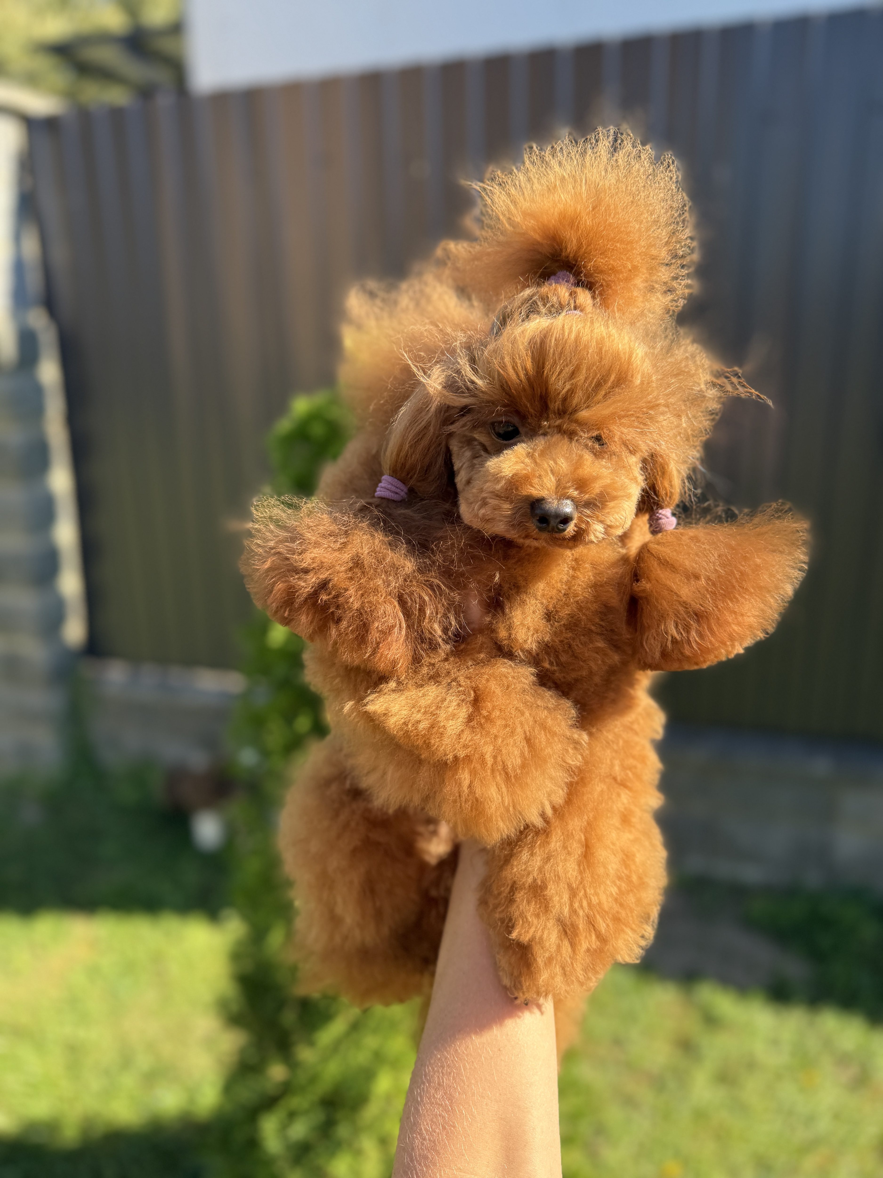 Poodle toy red brown puppy for sale Minsk belarus