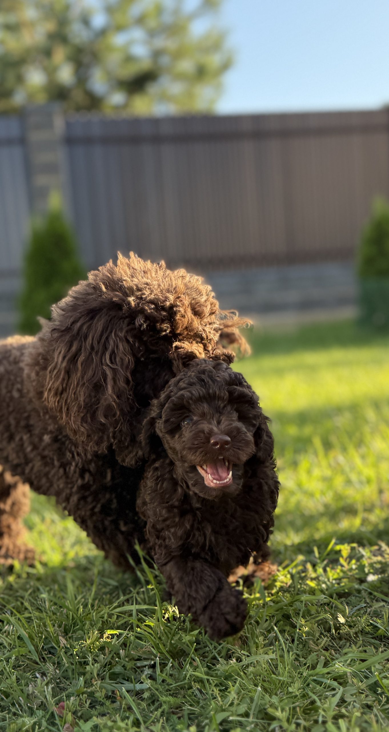 male puddle toy brown available Minsk Belarus