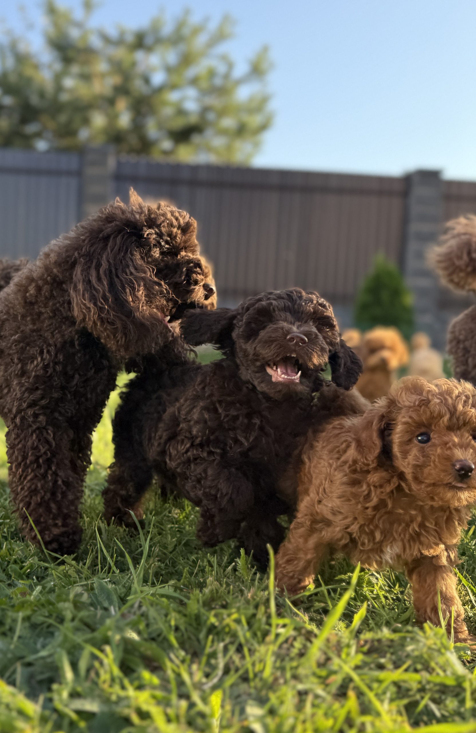Chocolate colored puppies