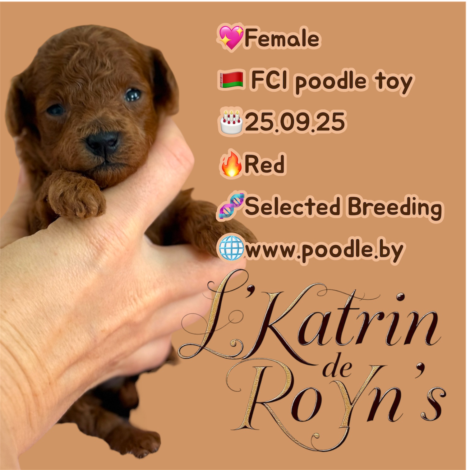 Poodle toy red brown puppy for sale Minsk belarus