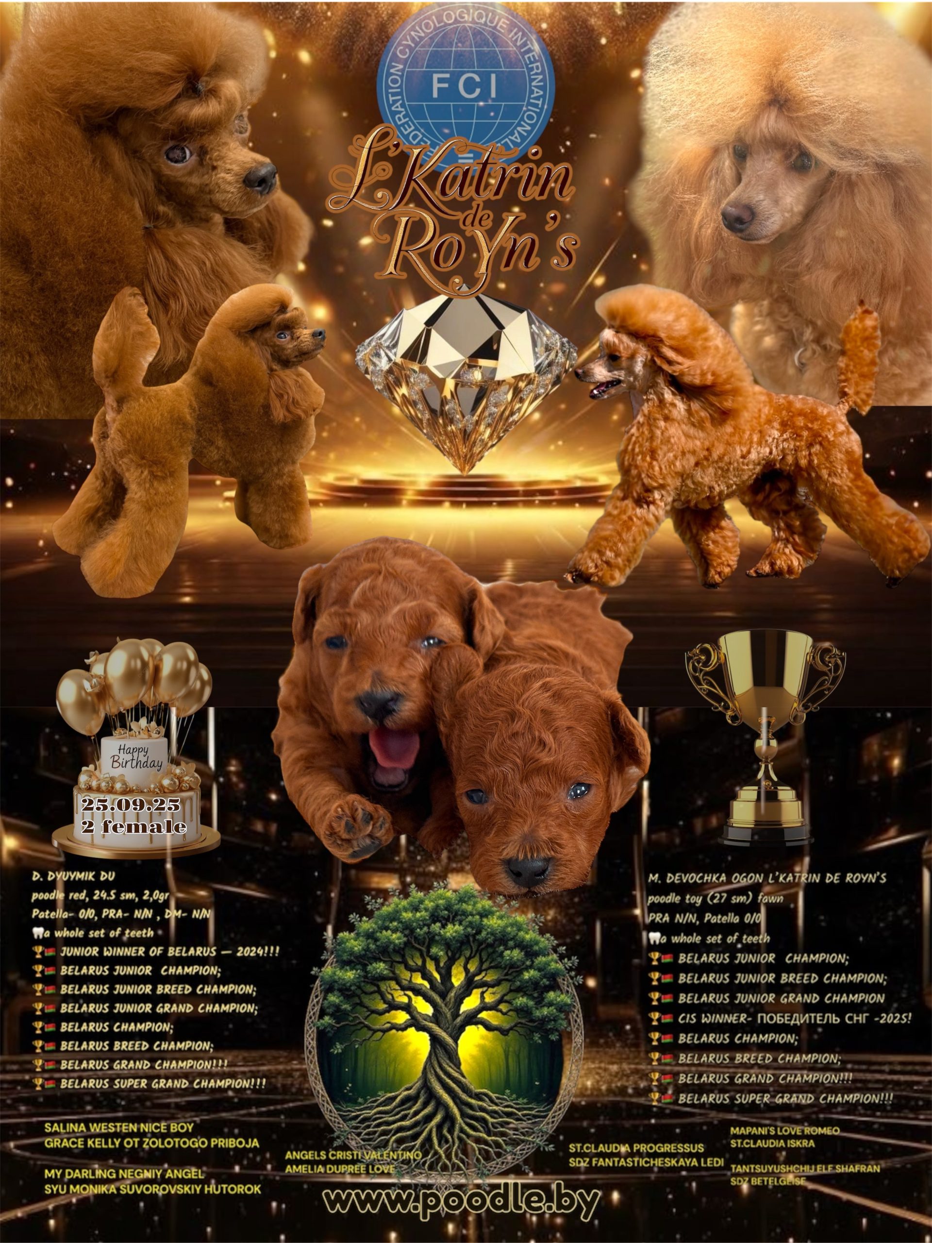 poodle toy for sale belarus minsk щенки той пуделя купить в минске