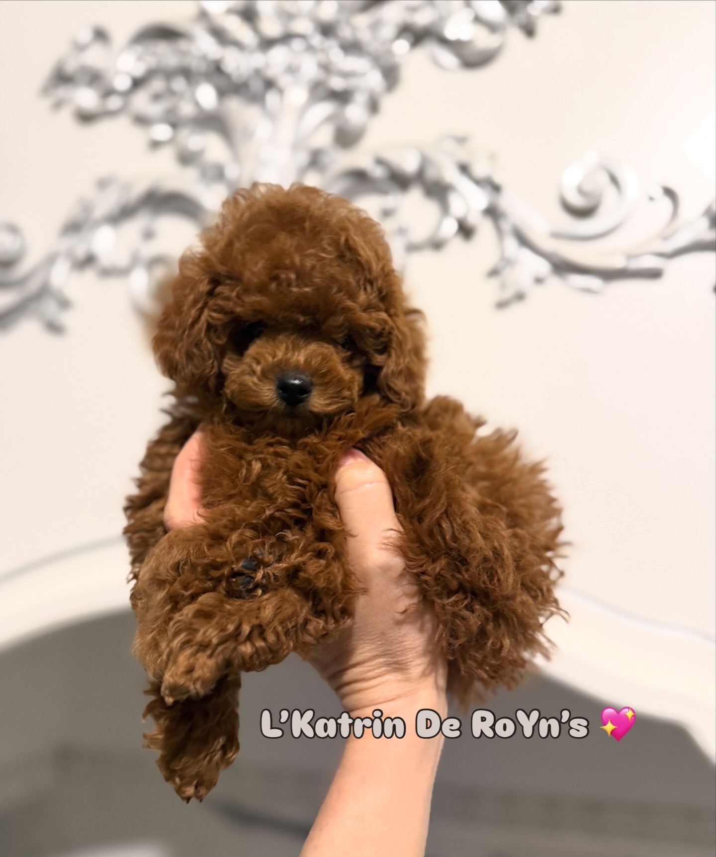 poodle toy for sale belarus minsk щенки той пуделя