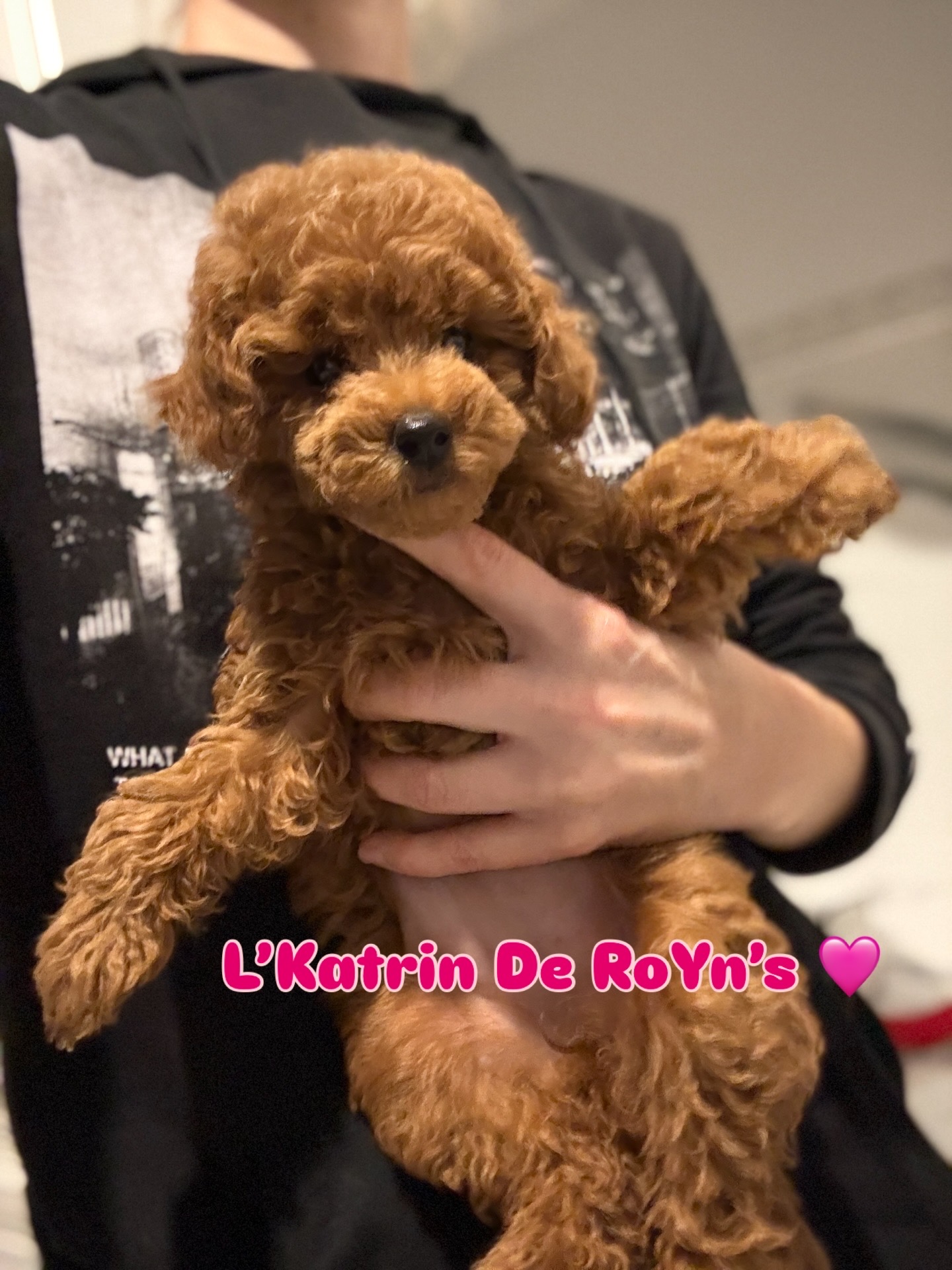 #тойпудель #пудельбеларусь #тойпудельбеларусь #красныйтойпудель #красныйпудель #щеноктойпуделя #щенокпуделяминск #щенокредбраун #щенкипуделя #maltipoodle #продажащенковпуделя #пудельтикап #тикап #тикапминск #maltipoo #спуделемпожизни #puppy #toypoodles #poodlesofficial #poodleofinstagram #poodleoftheday #poodlepuppies #пудельминск #poodledog #poodlemania #poodletoy #LKatrinDeRoYns #щенкипуделямосква #тойпудельмосква