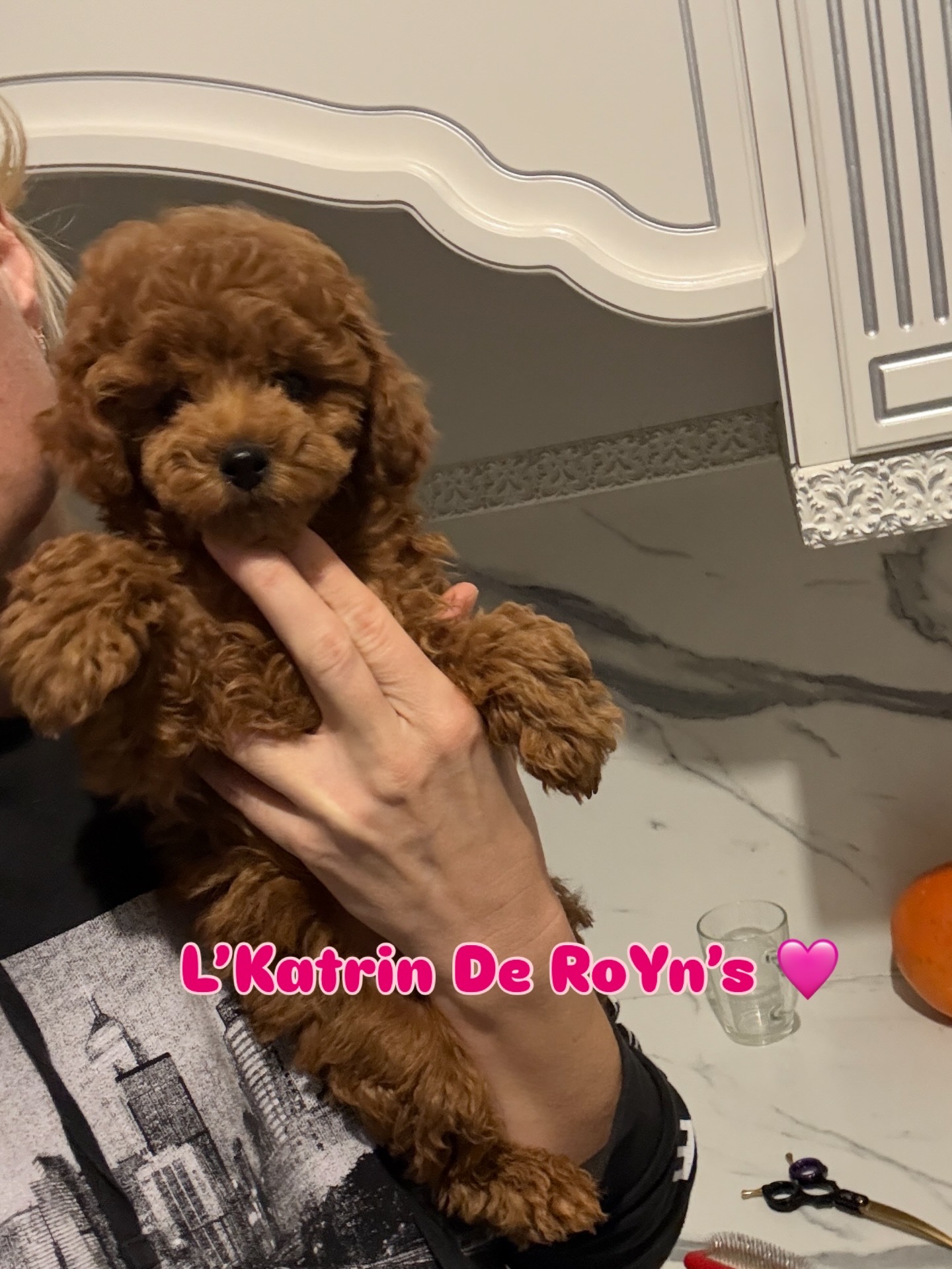 ПИТОМНИК ТОЙ ПУДЕЛЕЙ МИНСК БЕЛАРУСЬ