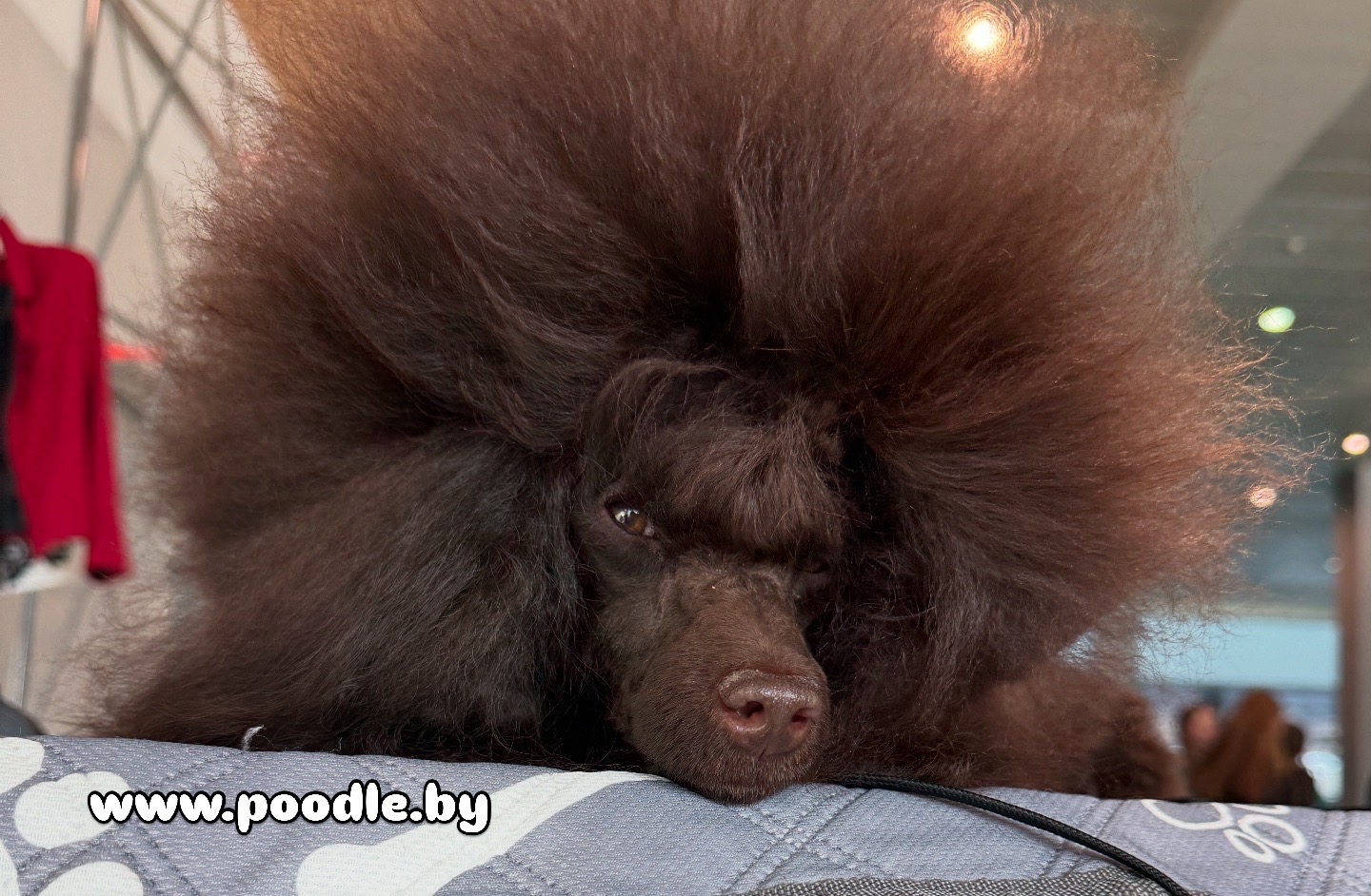 #тойпудель #пудельбеларусь #тойпудельбеларусь #красныйтойпудель #красныйпудель #щеноктойпуделя #щенокпуделяминск #щенокредбраун #щенкипуделя #maltipoodle #продажащенковпуделя #пудельтикап #тикап #тикапминск #maltipoo #спуделемпожизни #puppy #toypoodles #poodlesofficial #poodleofinstagram #poodleoftheday #poodlepuppies #пудельминск #poodledog #poodlemania #poodletoy #LKatrinDeRoYns #щенкипуделямосква #тойпудельмосква