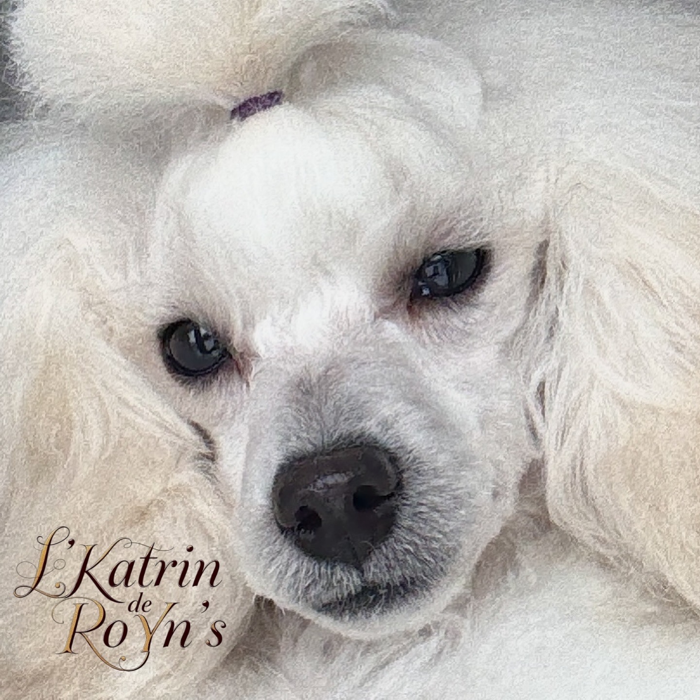 Щенки белого пуделя минск питомник пудель бай