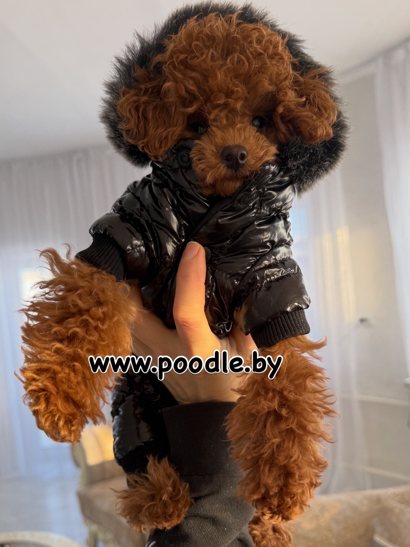 poodle toy for sale belarus minsk продажа щенков той пуделя Минск беларусь