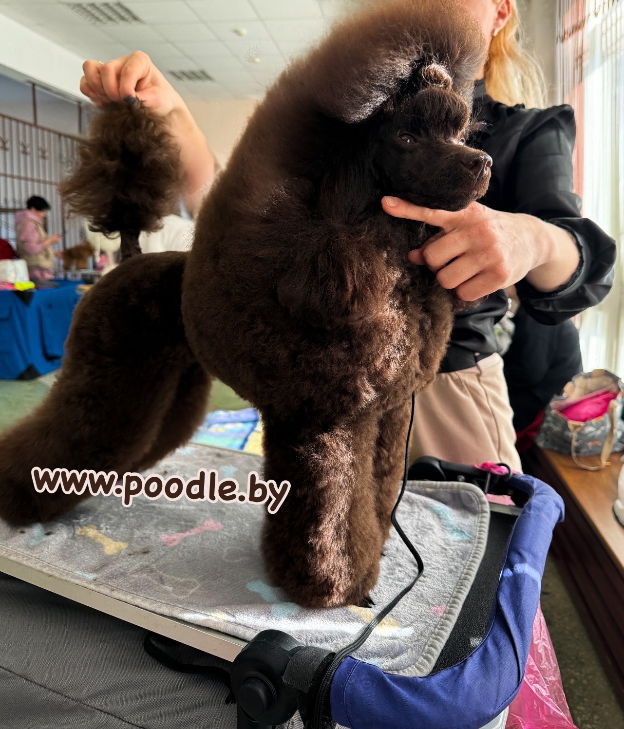 pudel toy chocolate okrasa kupit v minsk belarusians