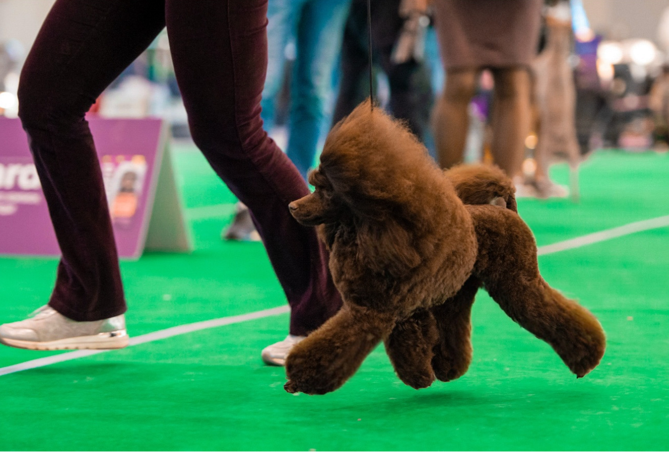 Пудель той коричневого окраса выставка собак класс беби