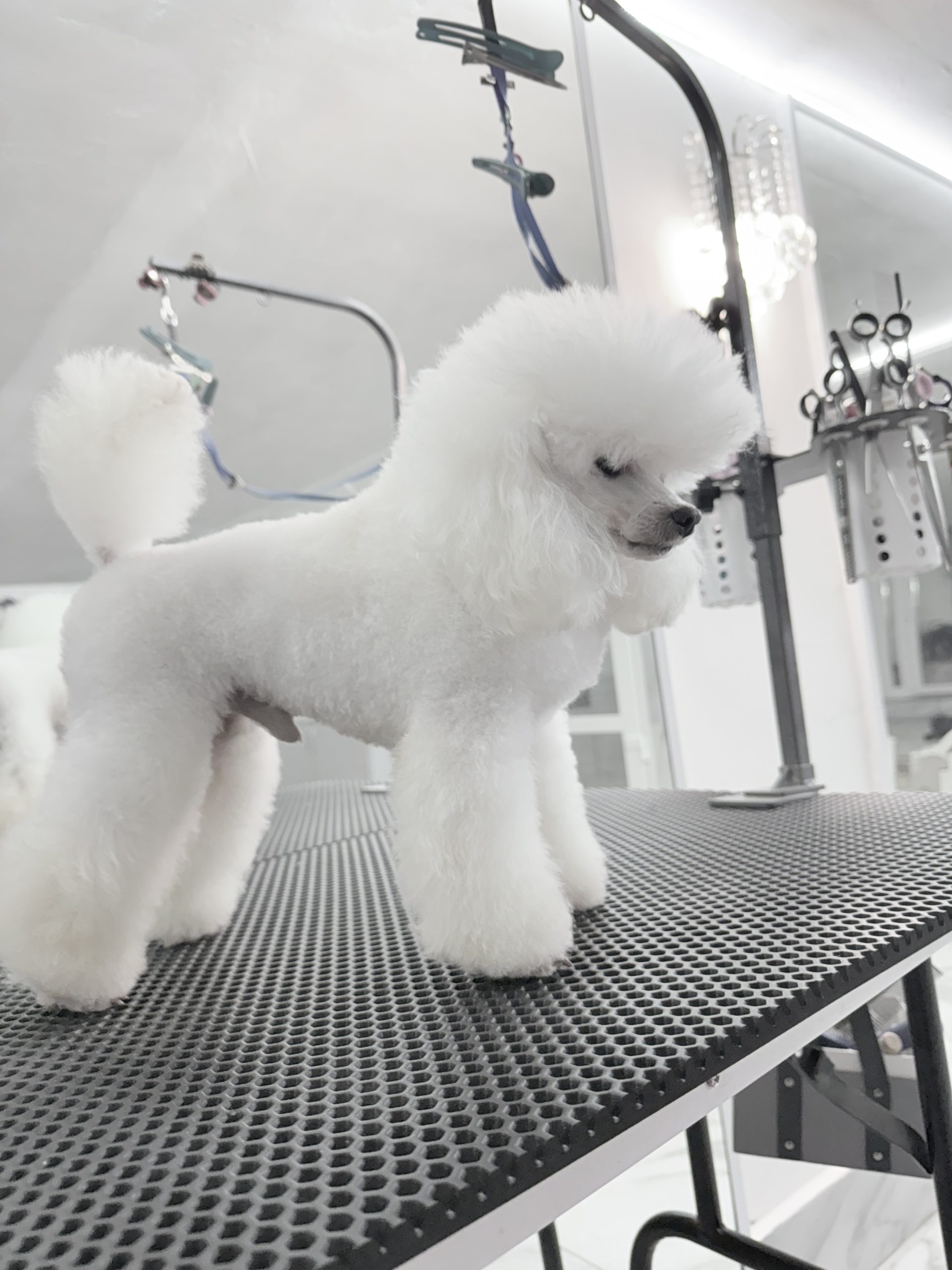 poodle toy for sale belarus minsk щенки той пуделя БЕЛОГО ОКРАСА