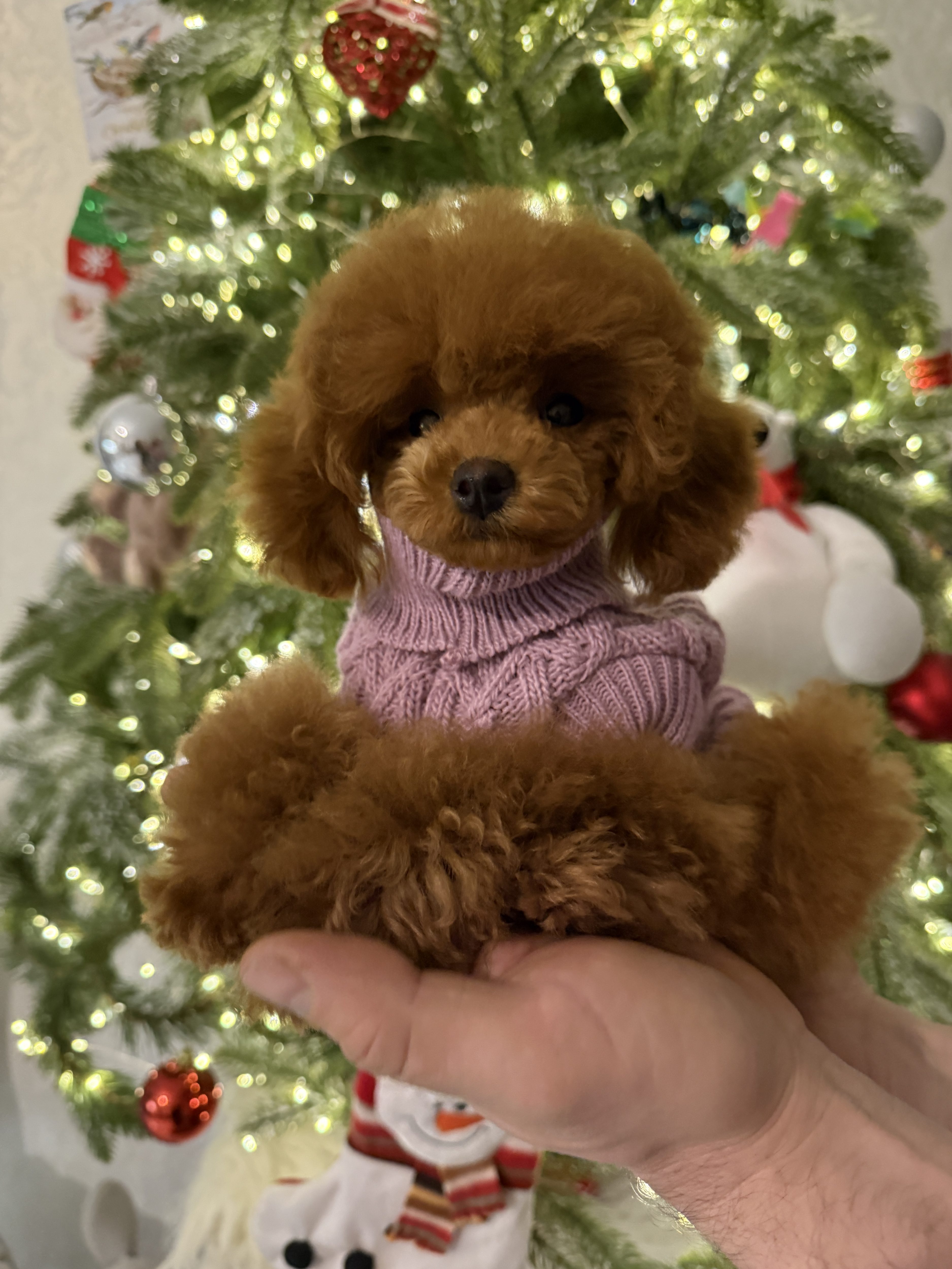poodle toy for sale belarus minsk щенки той пуделя купить в минске