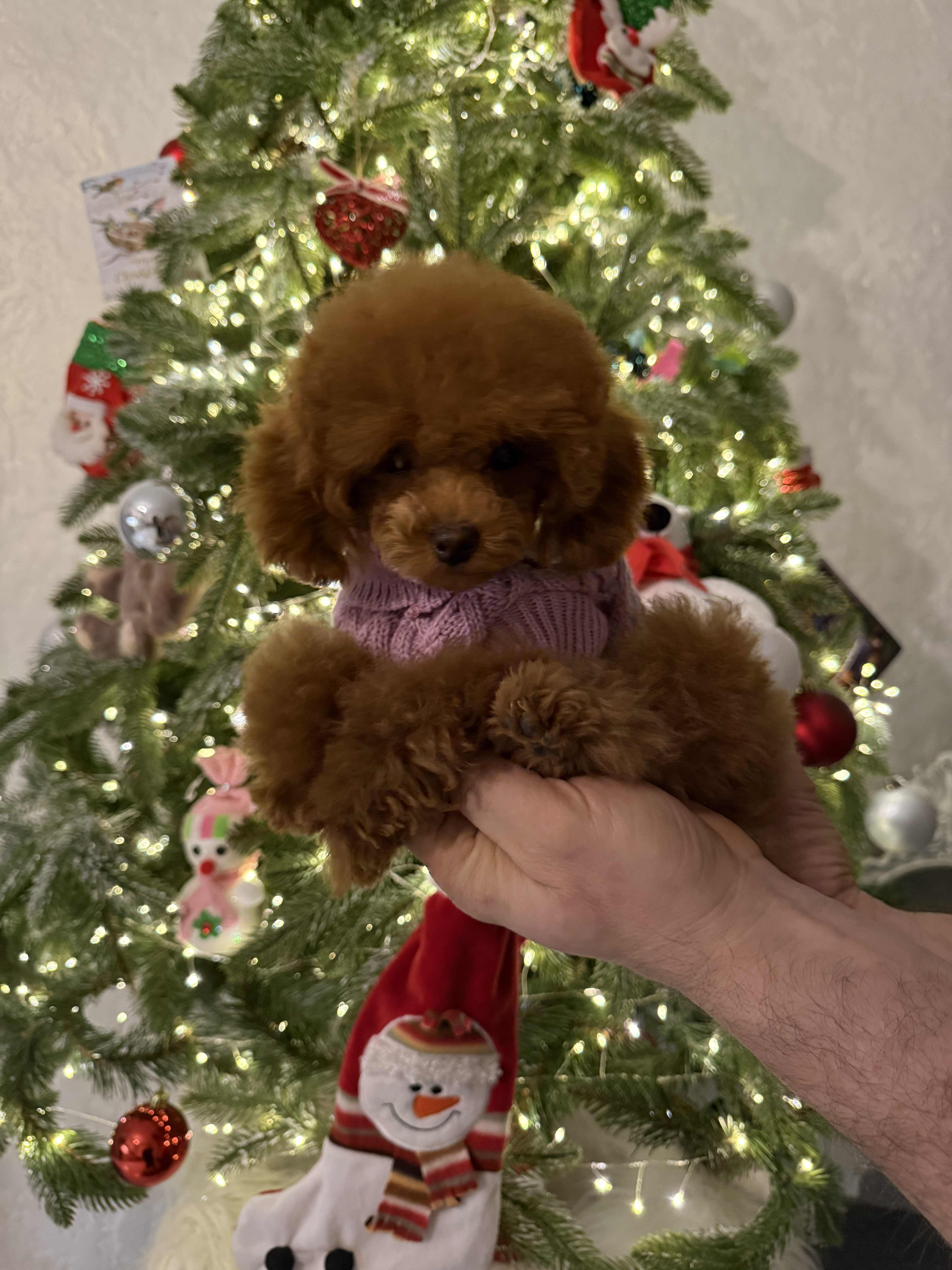 -купить-щенка-той-пудель-минск-беларусь